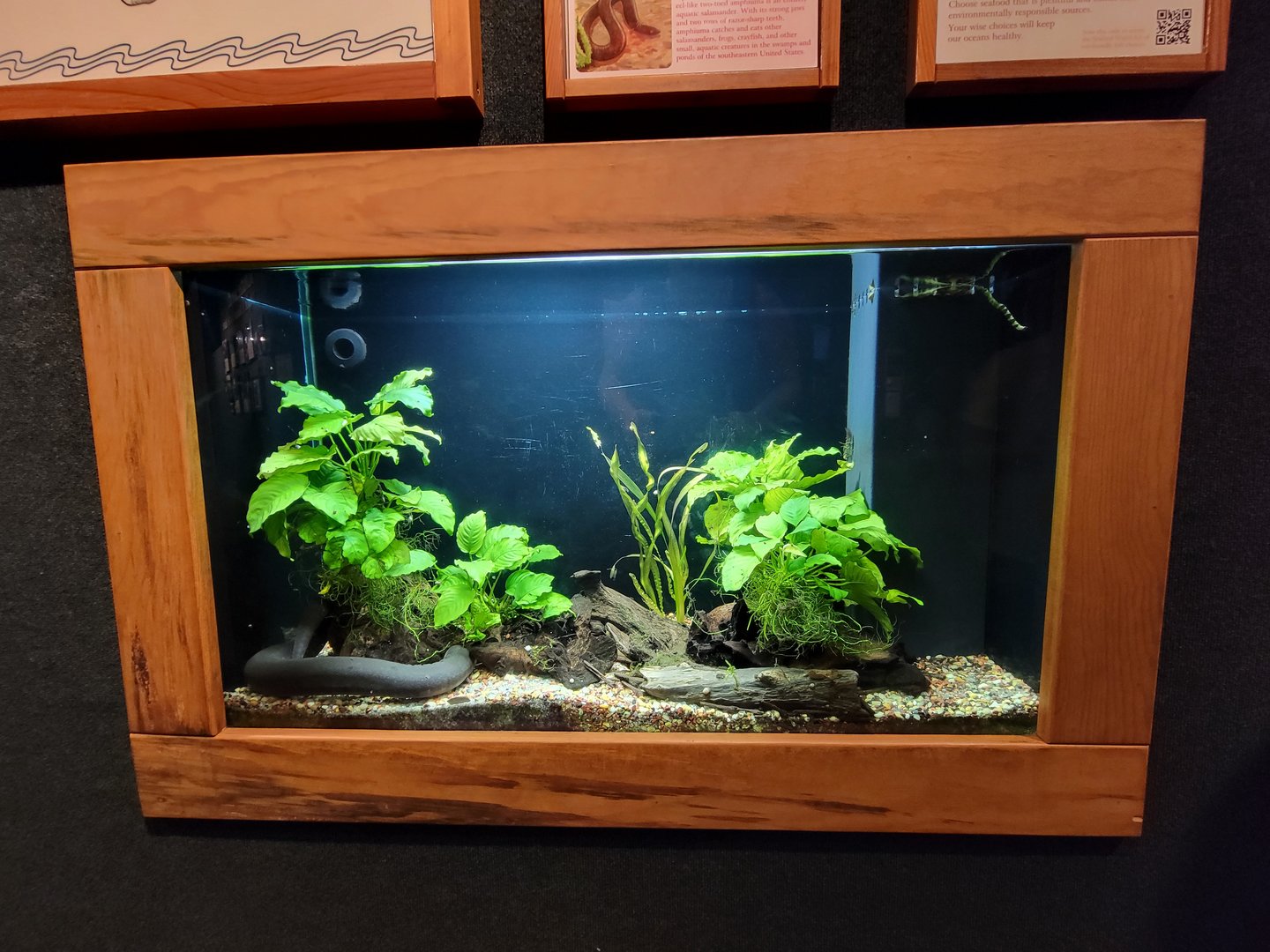 Cincinnati Zoo 5/22 - Manatee Springs, two-toed amphiuma, Amphiuma means