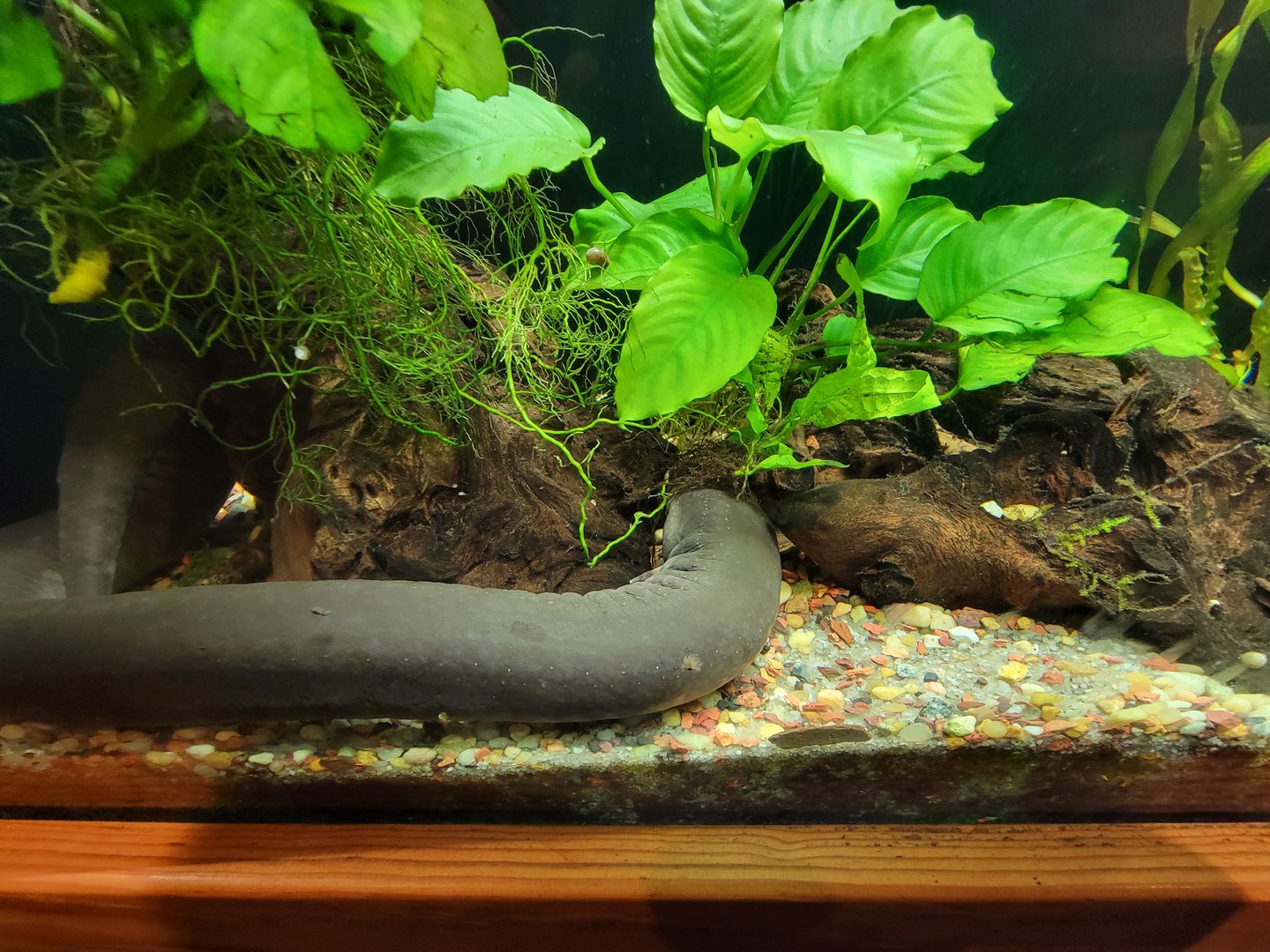 Cincinnati Zoo 5/22 - Manatee Springs, two-toed amphiuma, Amphiuma means