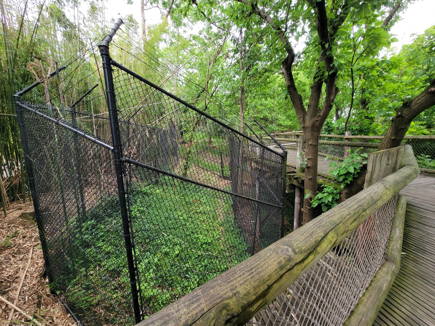 Cincinnati Zoo 5/22 - No idea what this is