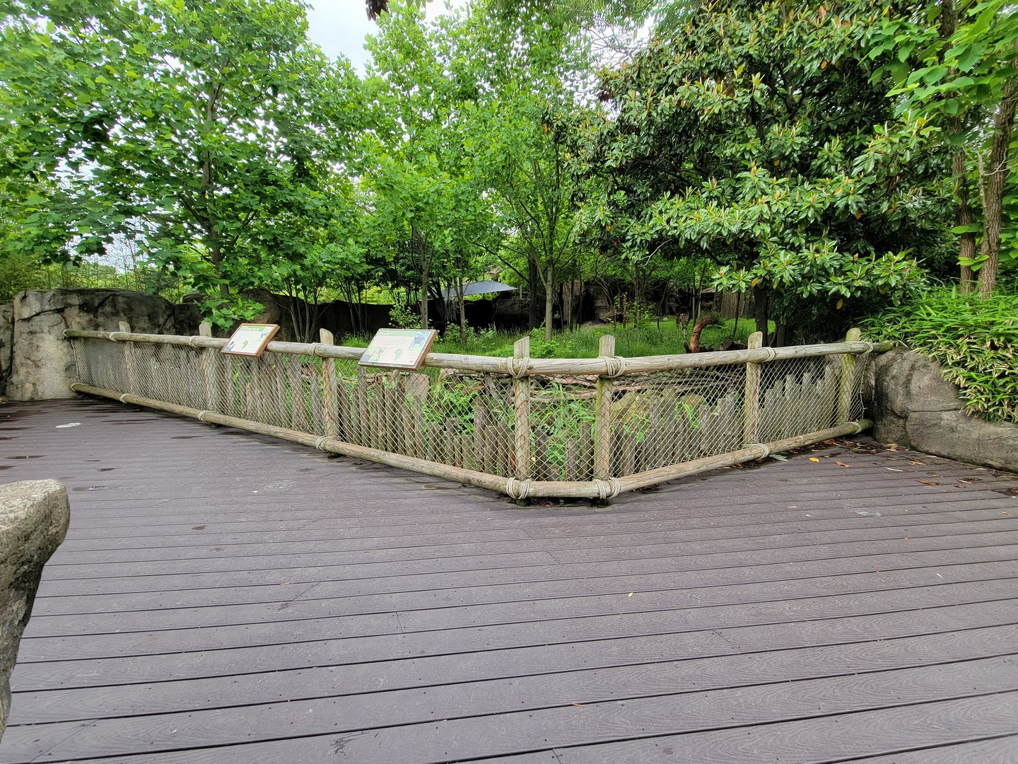 Cincinnati Zoo 5/22 - Okapi and east African crowned crane