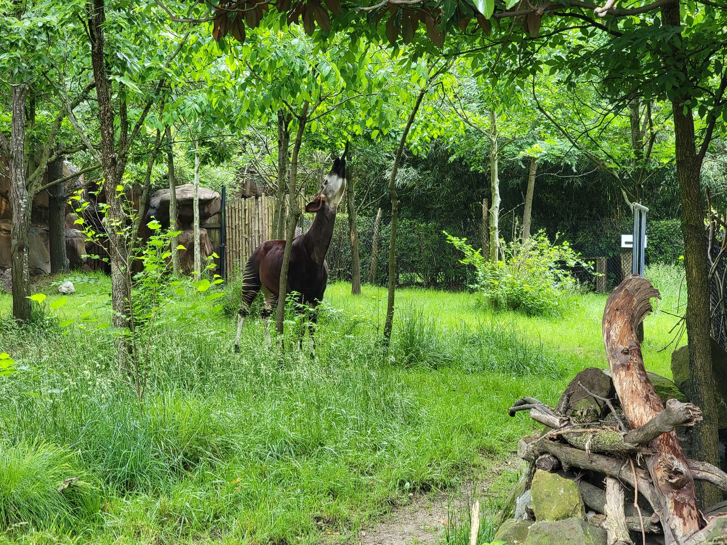 Cincinnati Zoo 5/22 - Okapi and east African crowned crane