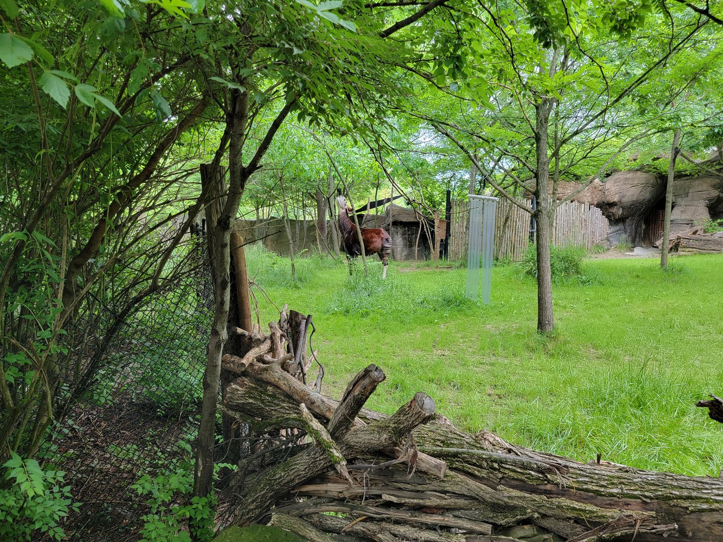 Cincinnati Zoo 5/22 - Okapi and east African crowned crane