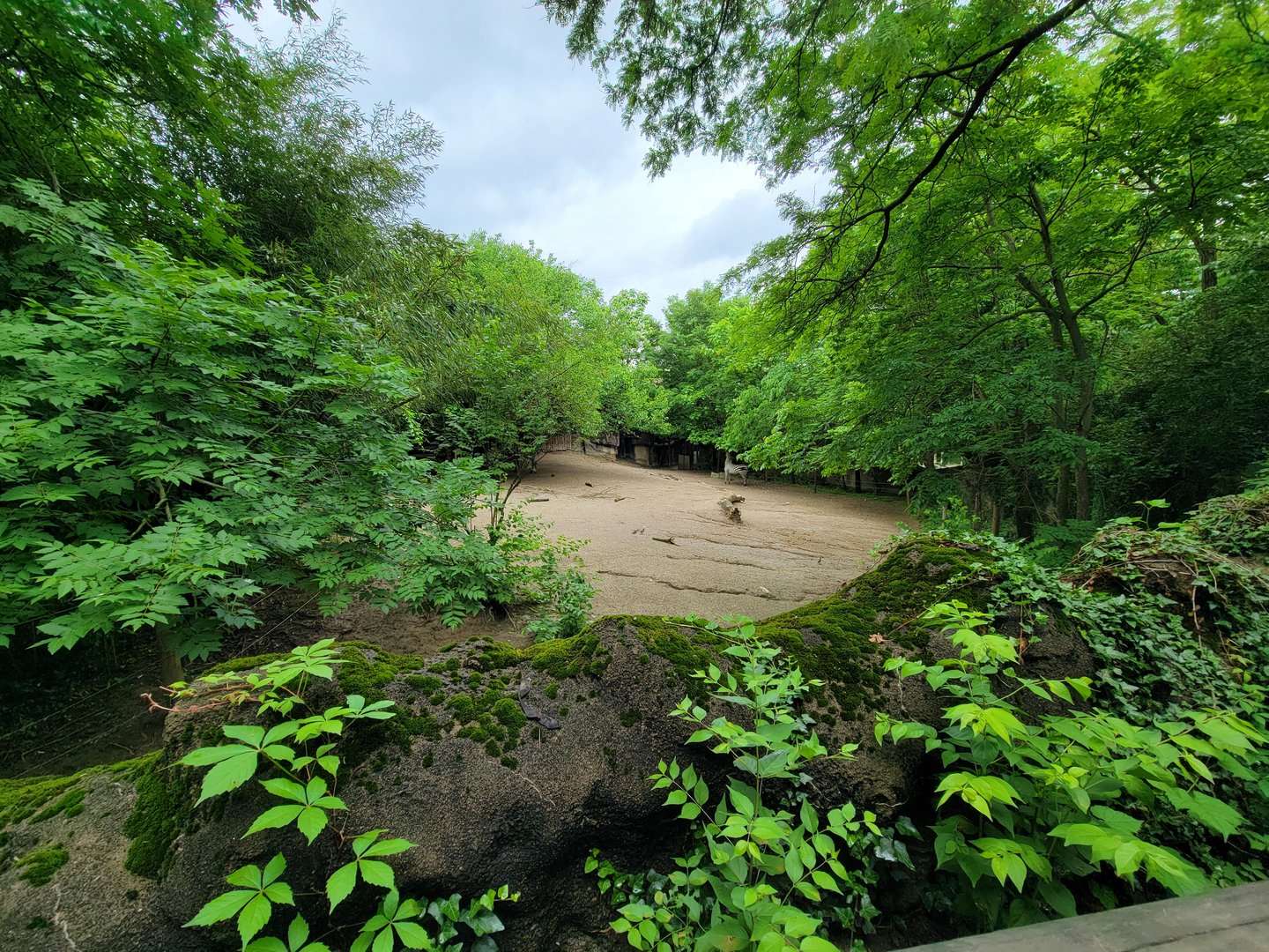 Cincinnati Zoo 5/22 - Plains zebras