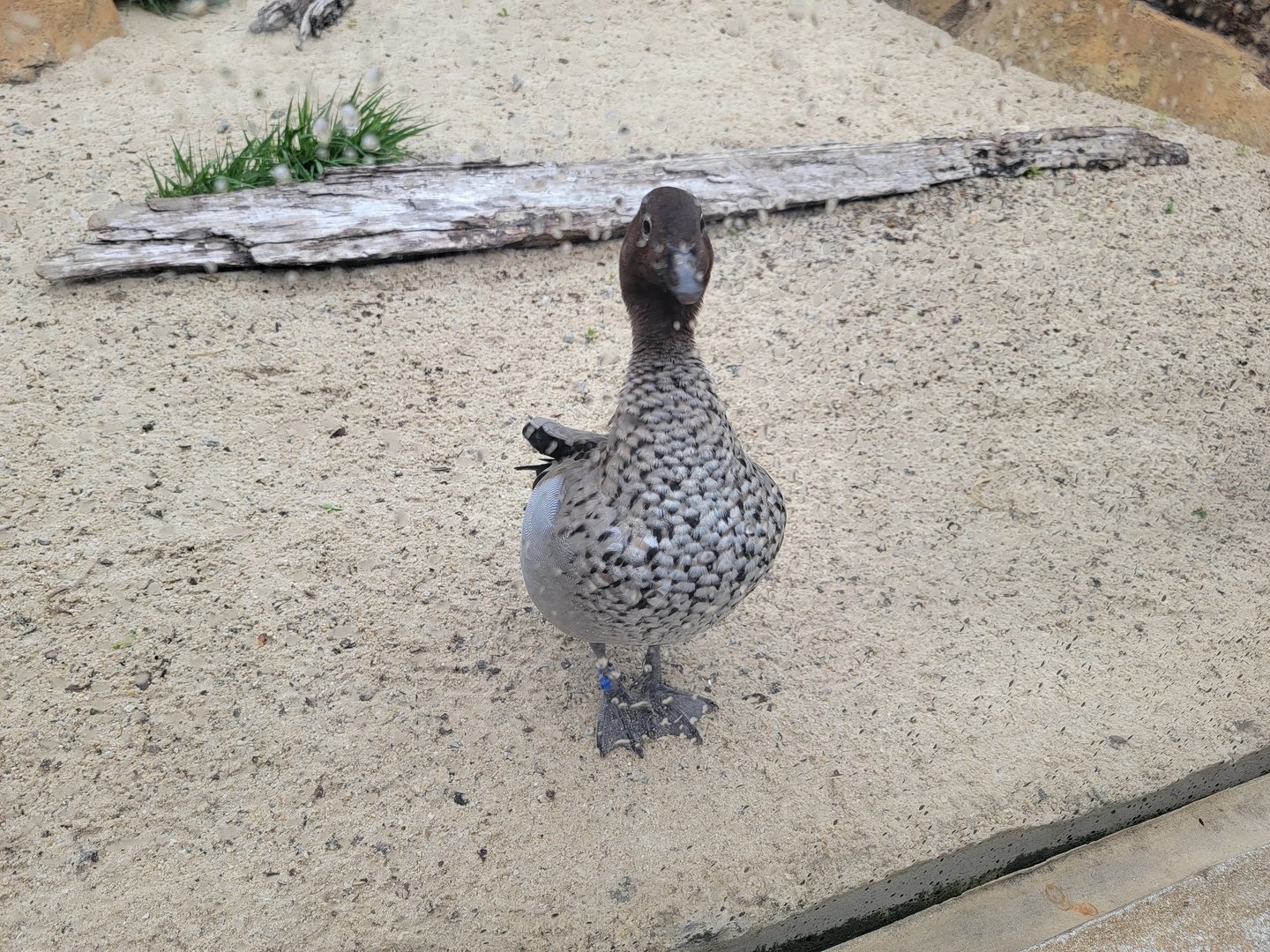 Cincinnati Zoo 5/22 - Roo Valley, little blue penguin exhibit, a very friendly duck :)