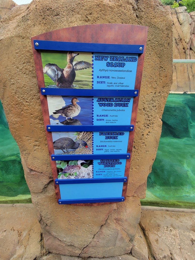 Cincinnati Zoo 5/22 - Roo Valley, little blue penguin exhibit, duck species