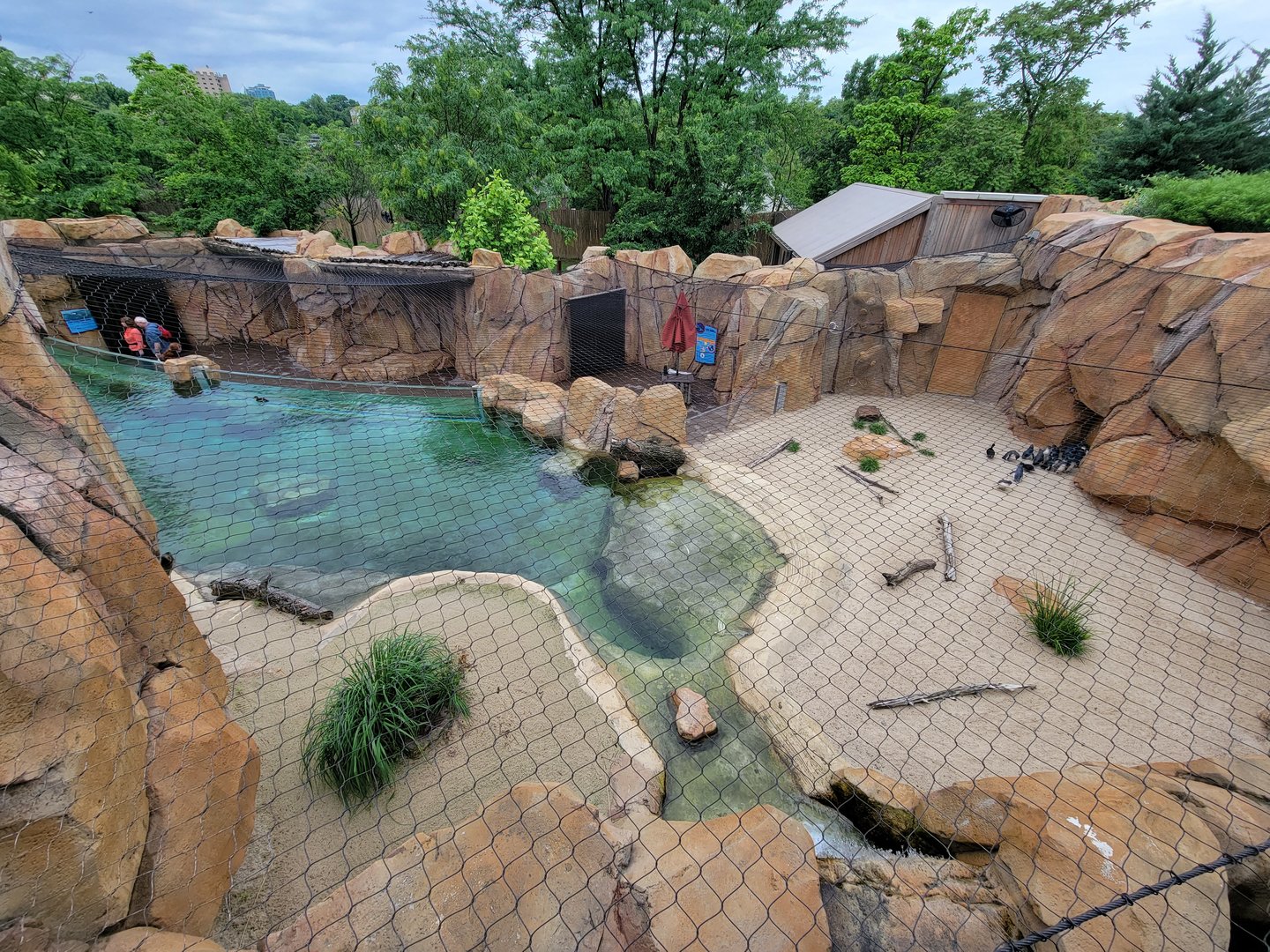 Cincinnati Zoo 5/22 - Roo Valley, little blue penguin exhibit from above