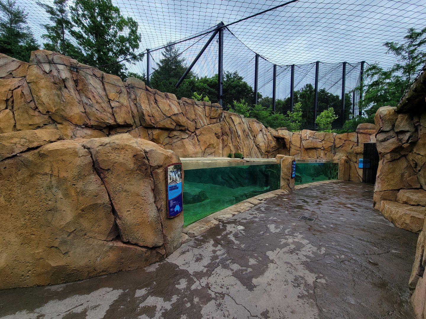 Cincinnati Zoo 5/22 - Roo Valley, little blue penguin exhibit