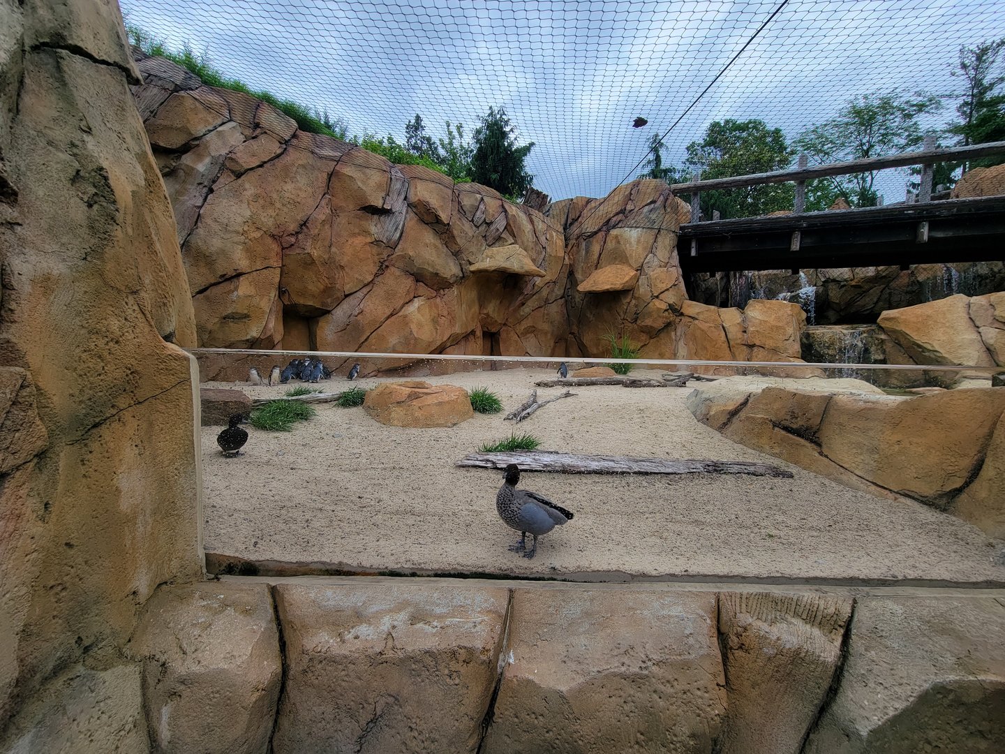 Cincinnati Zoo 5/22 - Roo Valley, little blue penguin exhibit