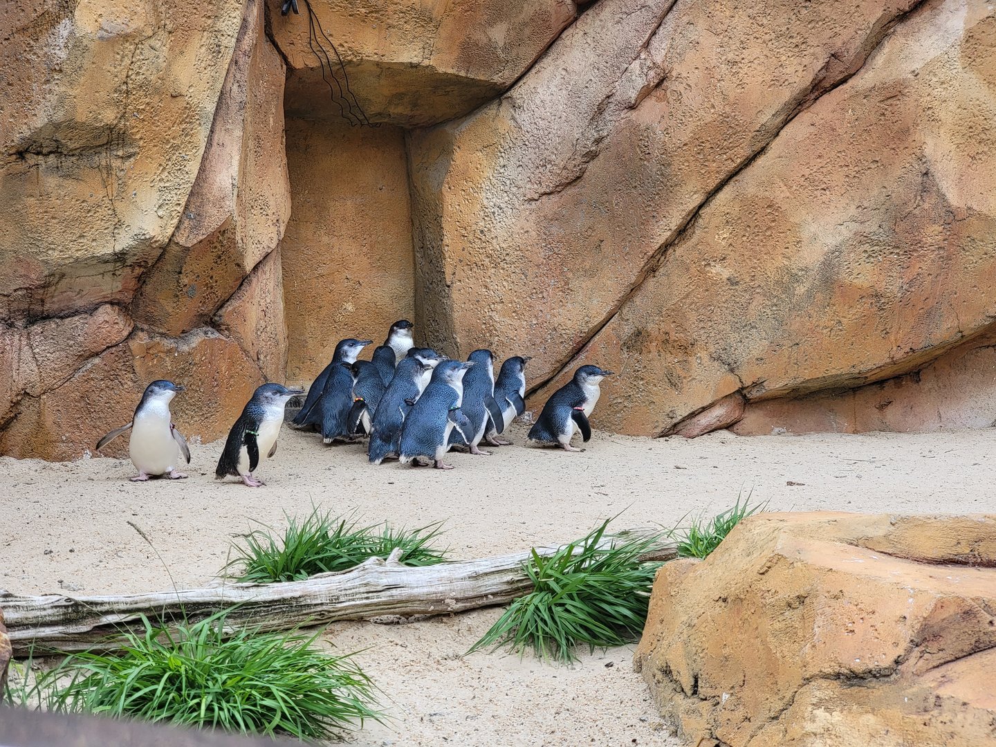 Cincinnati Zoo 5/22 - Roo Valley, little blue penguin exhibit