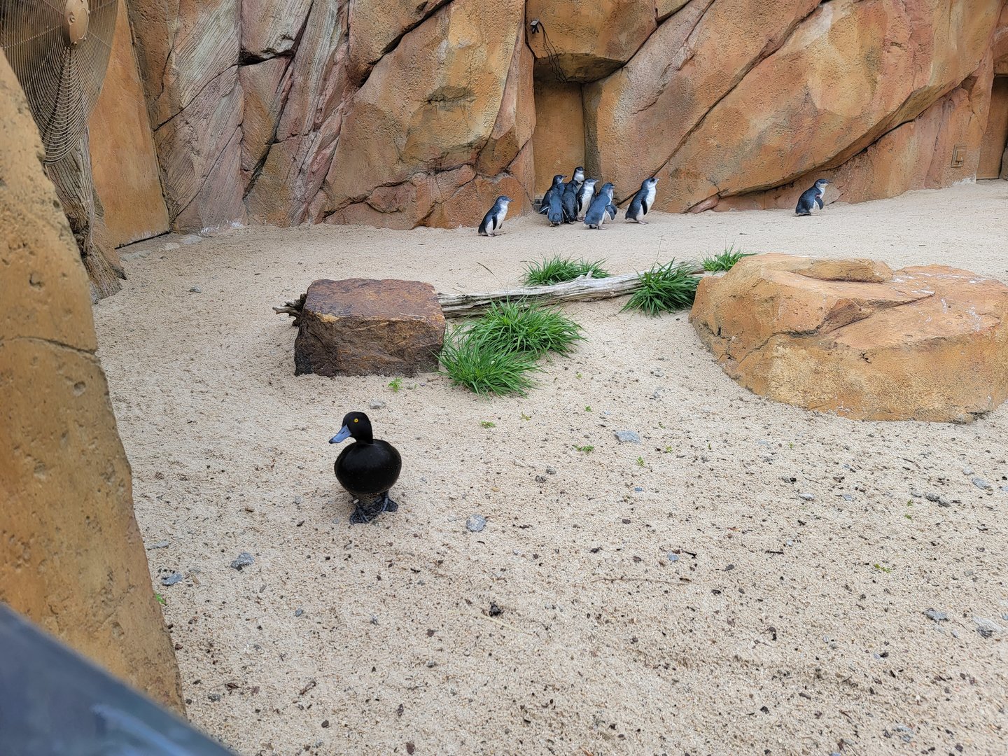 Cincinnati Zoo 5/22 - Roo Valley, little blue penguin exhibit