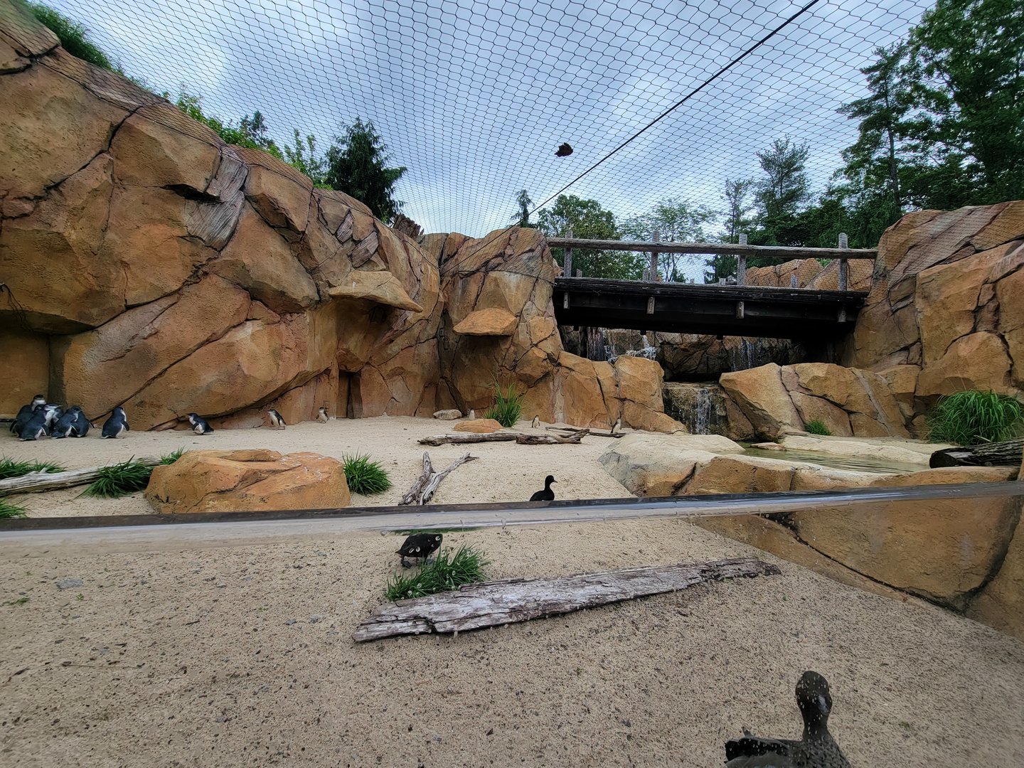 Cincinnati Zoo 5/22 - Roo Valley, little blue penguin exhibit