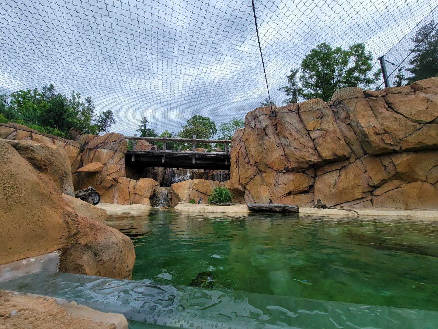 Cincinnati Zoo 5/22 - Roo Valley, little blue penguin exhibit