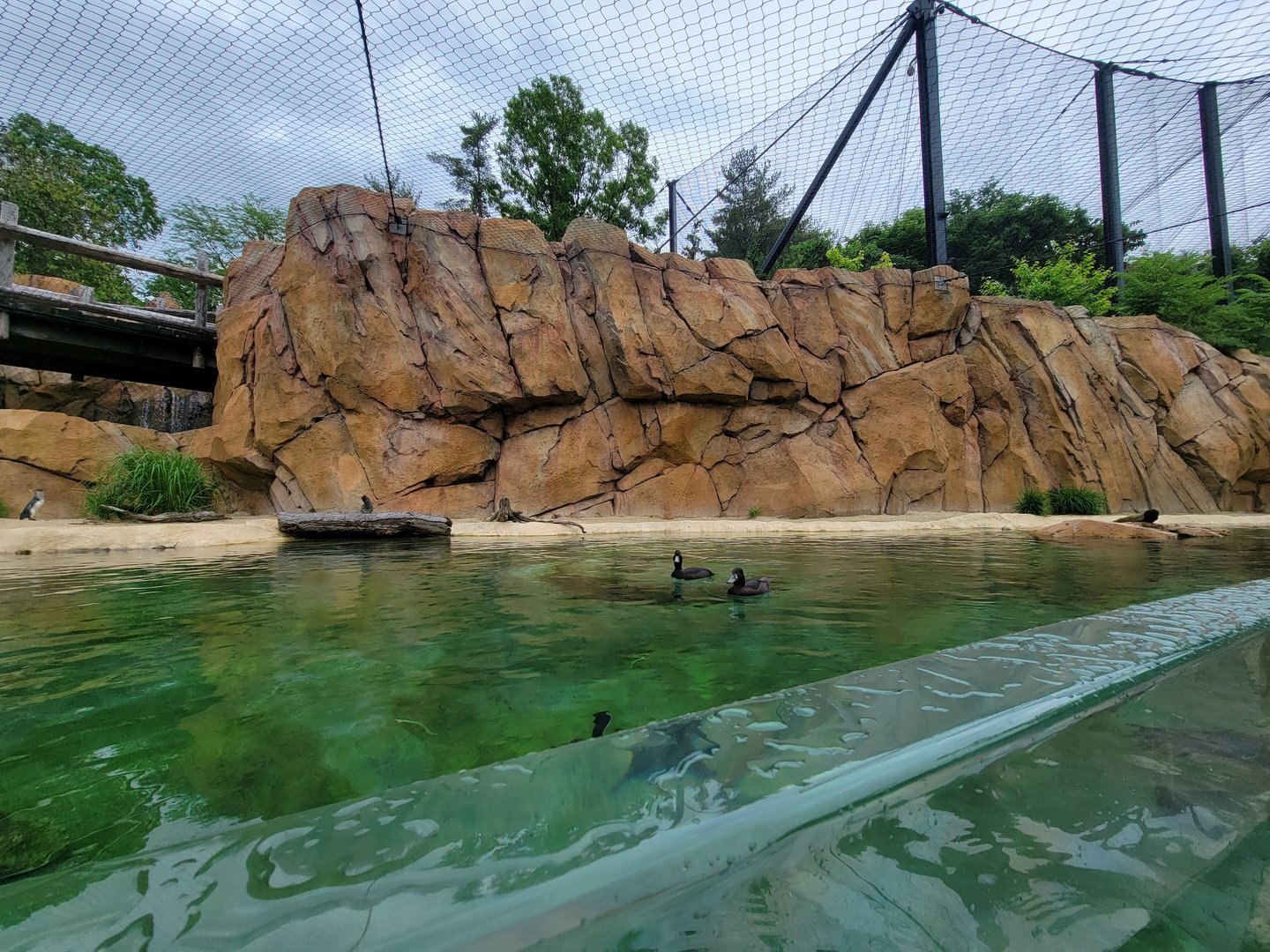 Cincinnati Zoo 5/22 - Roo Valley, little blue penguin exhibit