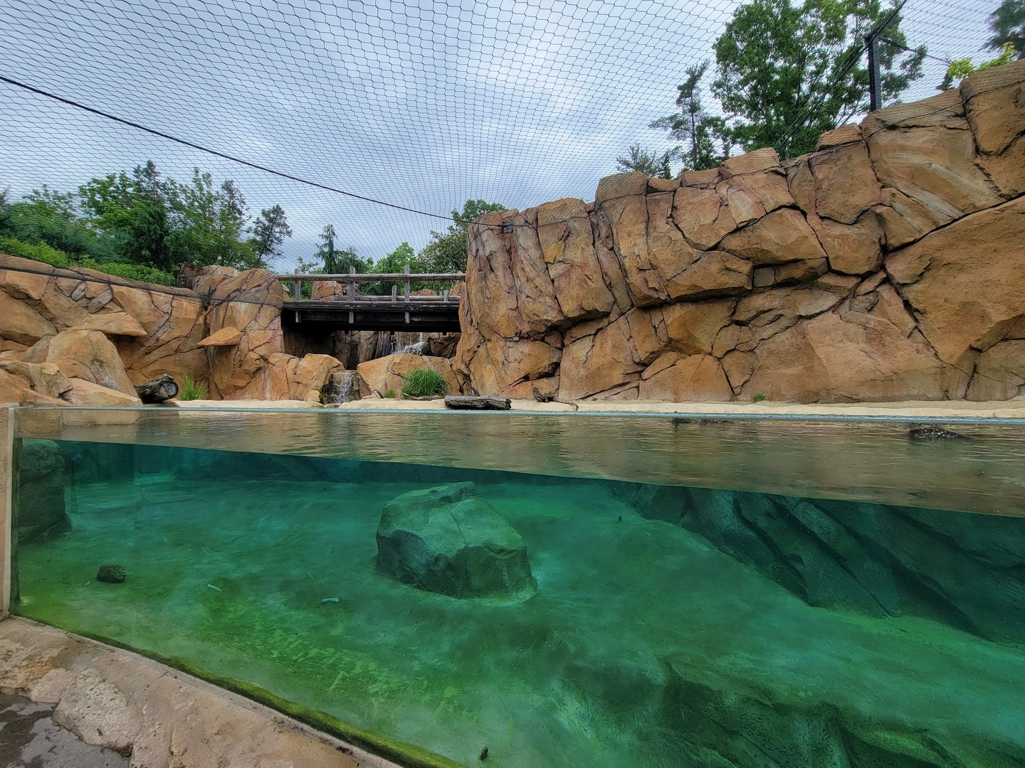 Cincinnati Zoo 5/22 - Roo Valley, little blue penguin exhibit