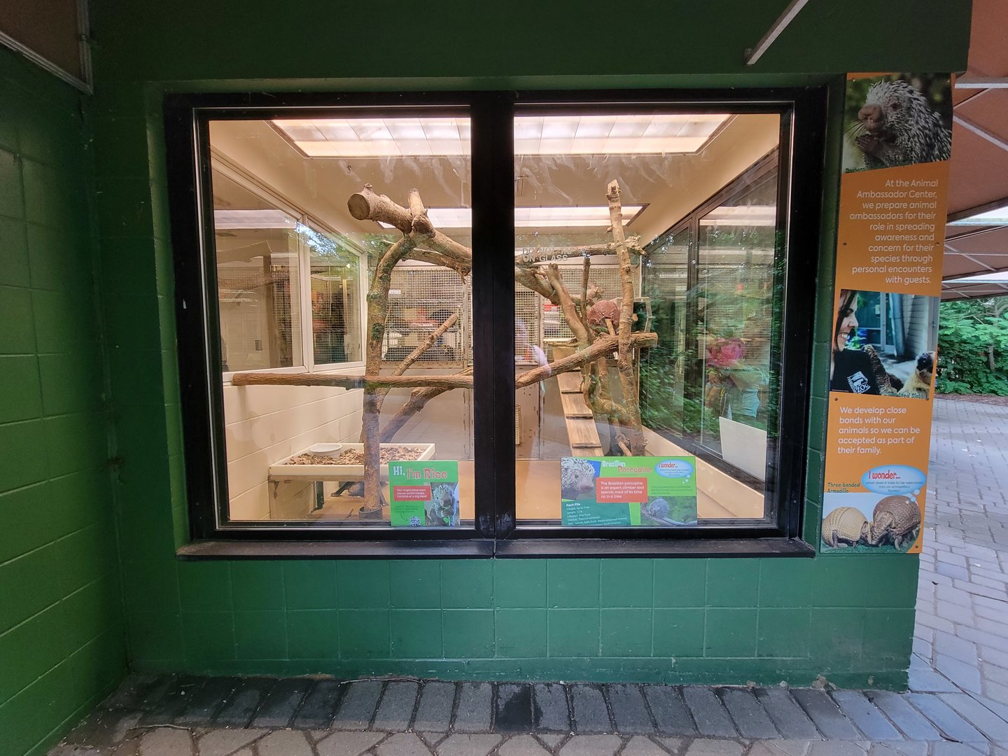 Cincinnati Zoo 5/22 - Spaulding Children's Zoo, Rico the prehensile-tailed porcupine