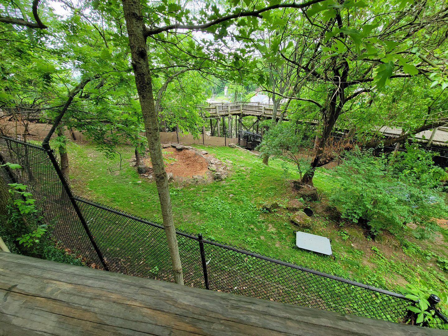 Cincinnati Zoo 5/22 - Temporary Bennett's Wallaby holding