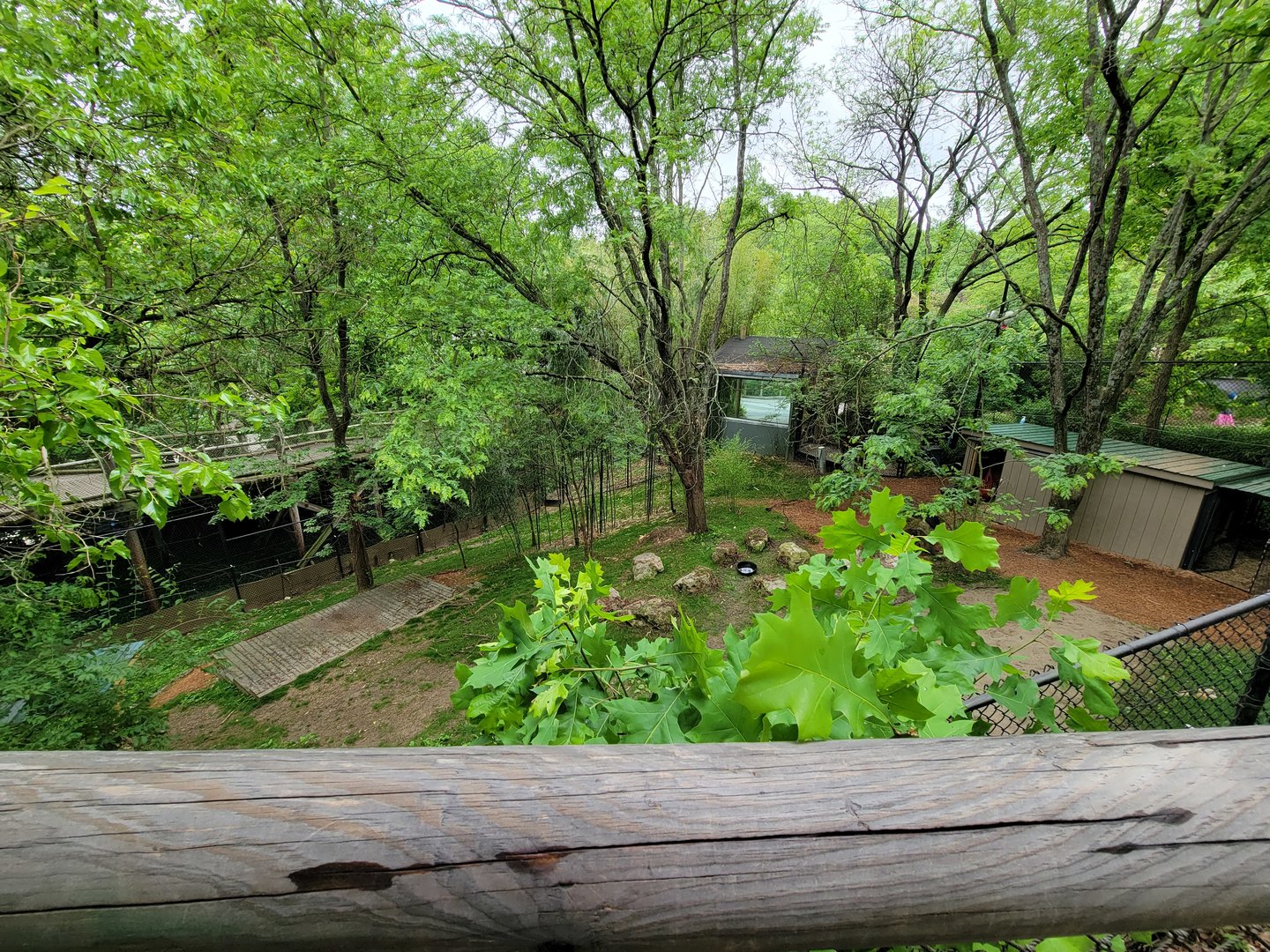 Cincinnati Zoo 5/22 - Temporary Bennett's Wallaby holding