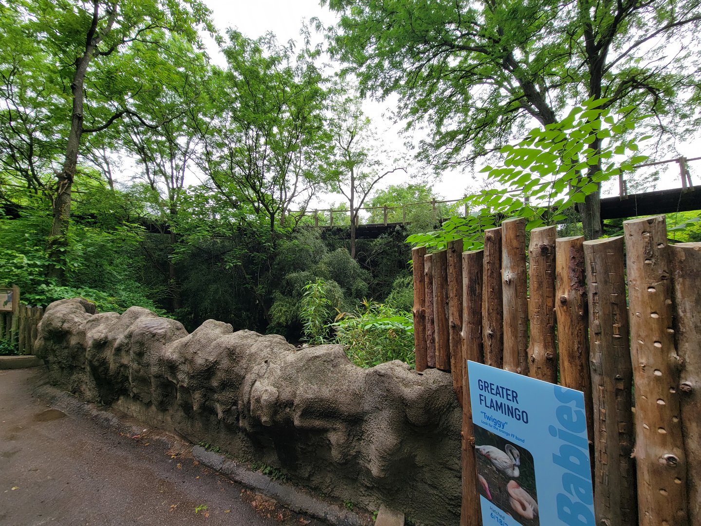 Cincinnati Zoo 5/22 - Train path over flamingos