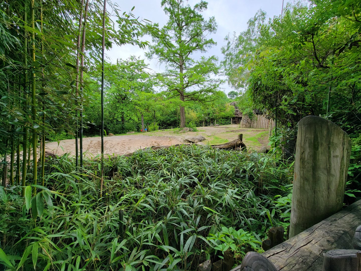 Cincinnati Zoo 5/22 - Visayan warty pig