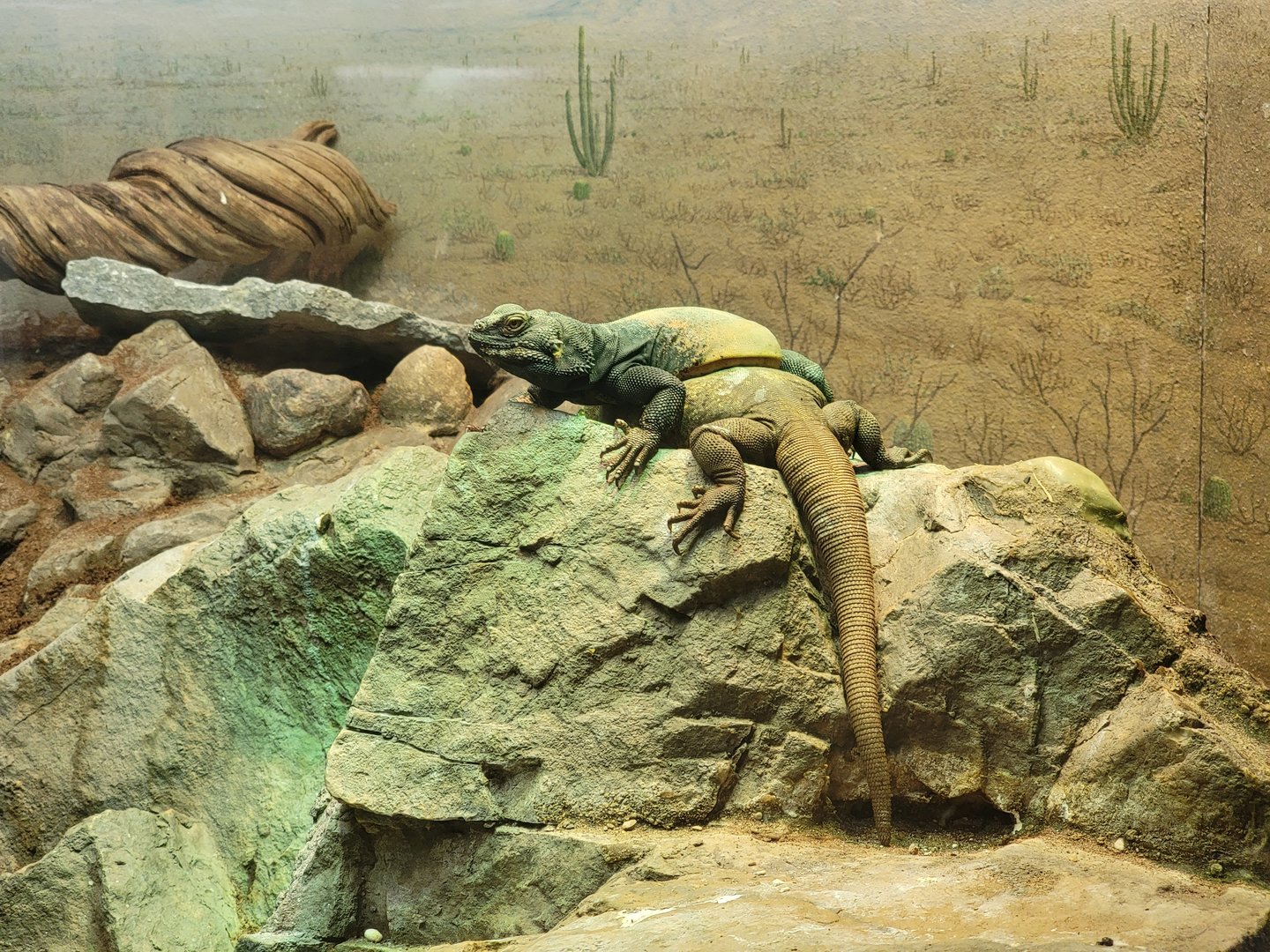 Cincinnati Zoo 5/22 - When you and your buddy want to go different ways...