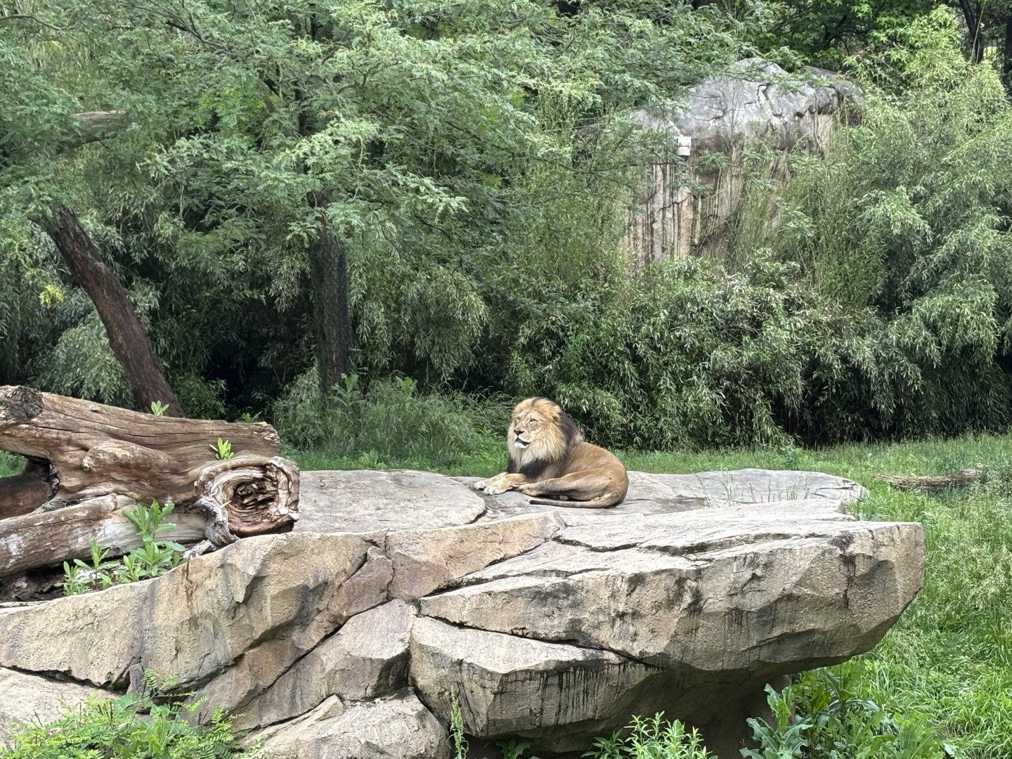 Cincinnati Zoo - Africa - John the Lion