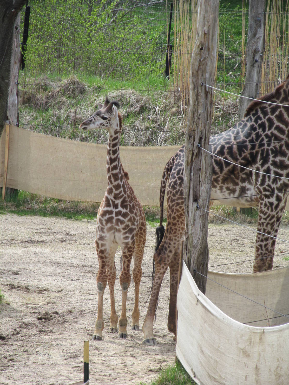 Cincinnati Zoo April 2013
