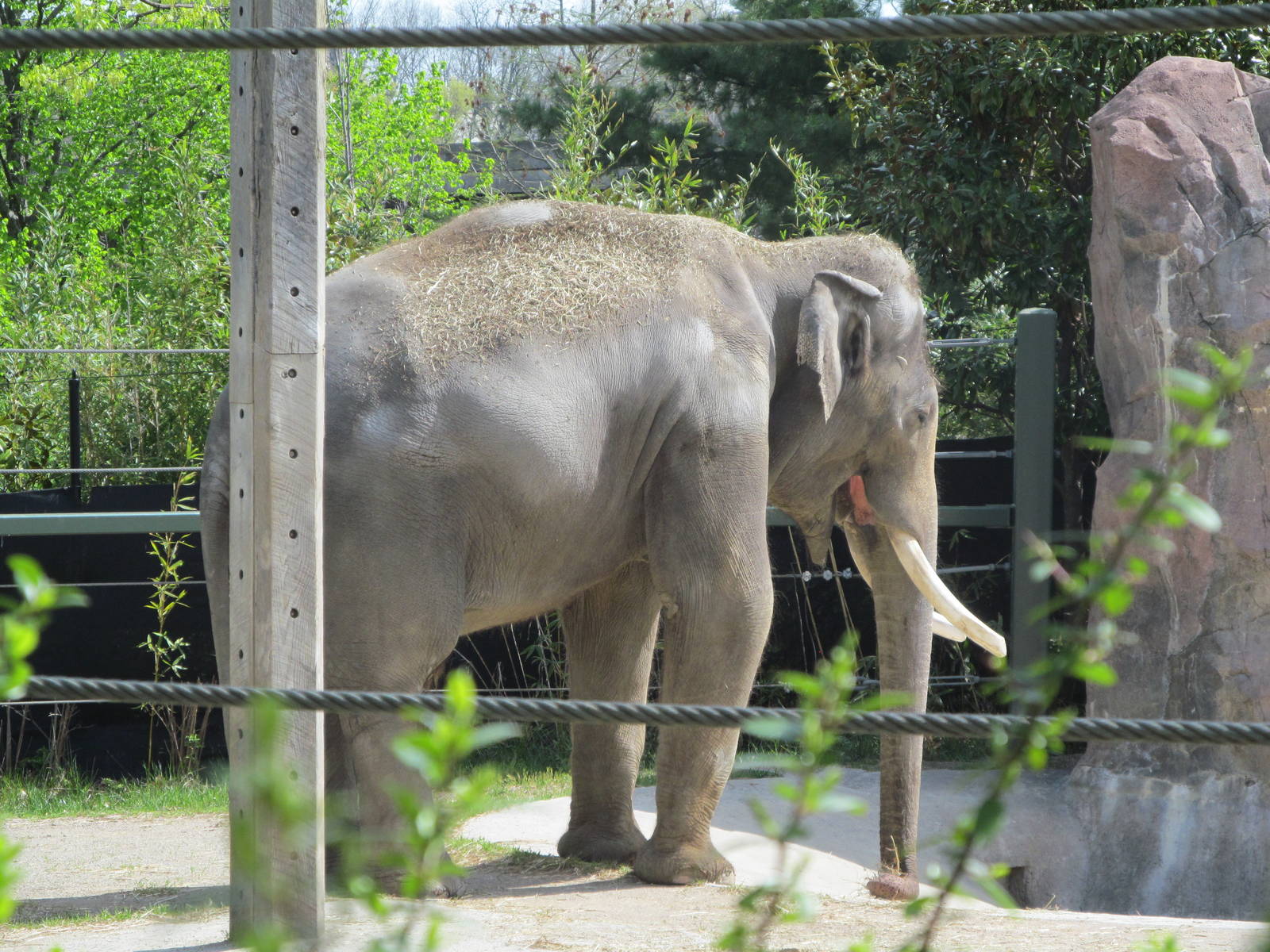 Cincinnati Zoo April 2013