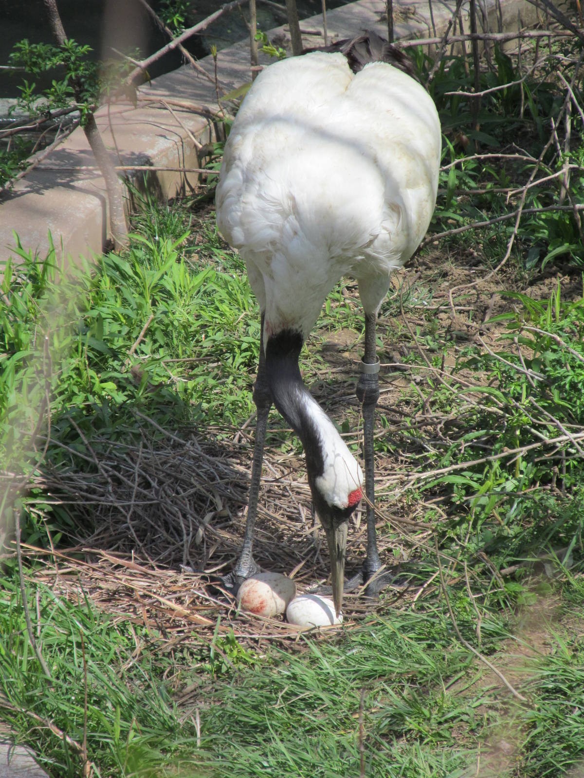 Cincinnati Zoo April 2013