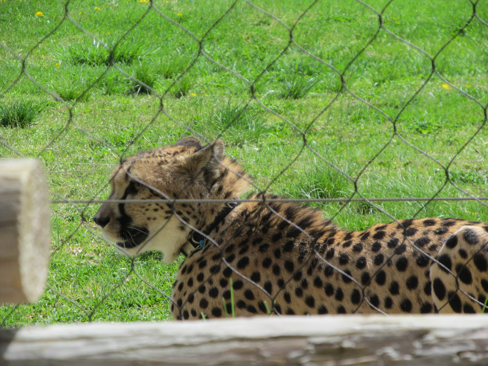 Cincinnati Zoo April 2013