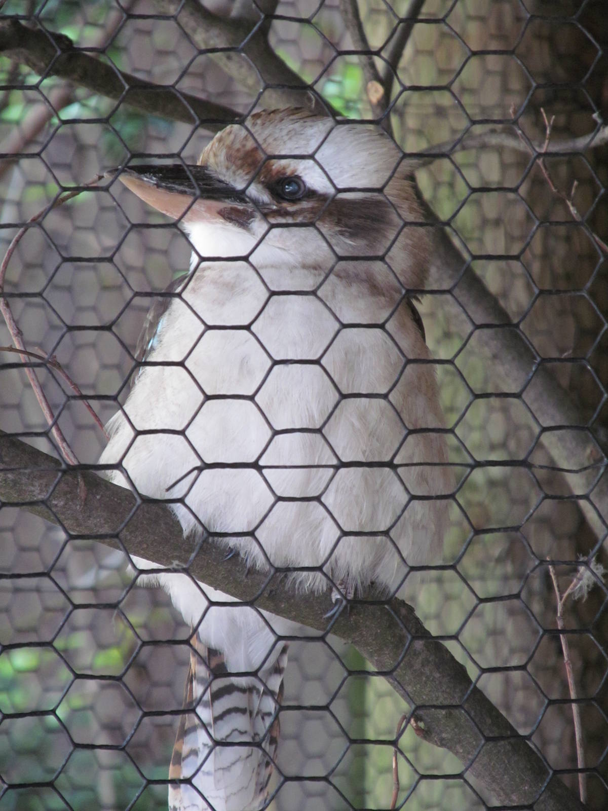 Cincinnati Zoo April 2013