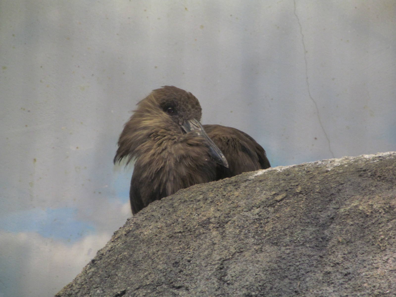 Cincinnati Zoo April 2013