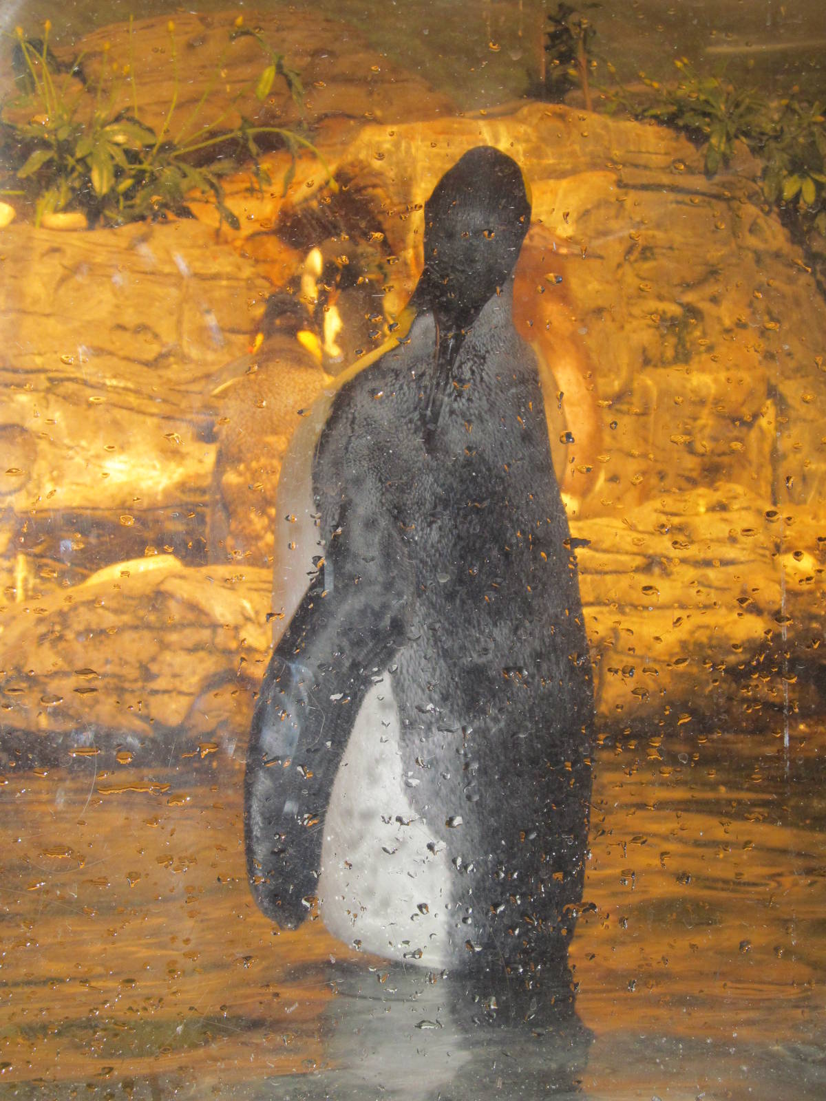 Cincinnati Zoo April 2013