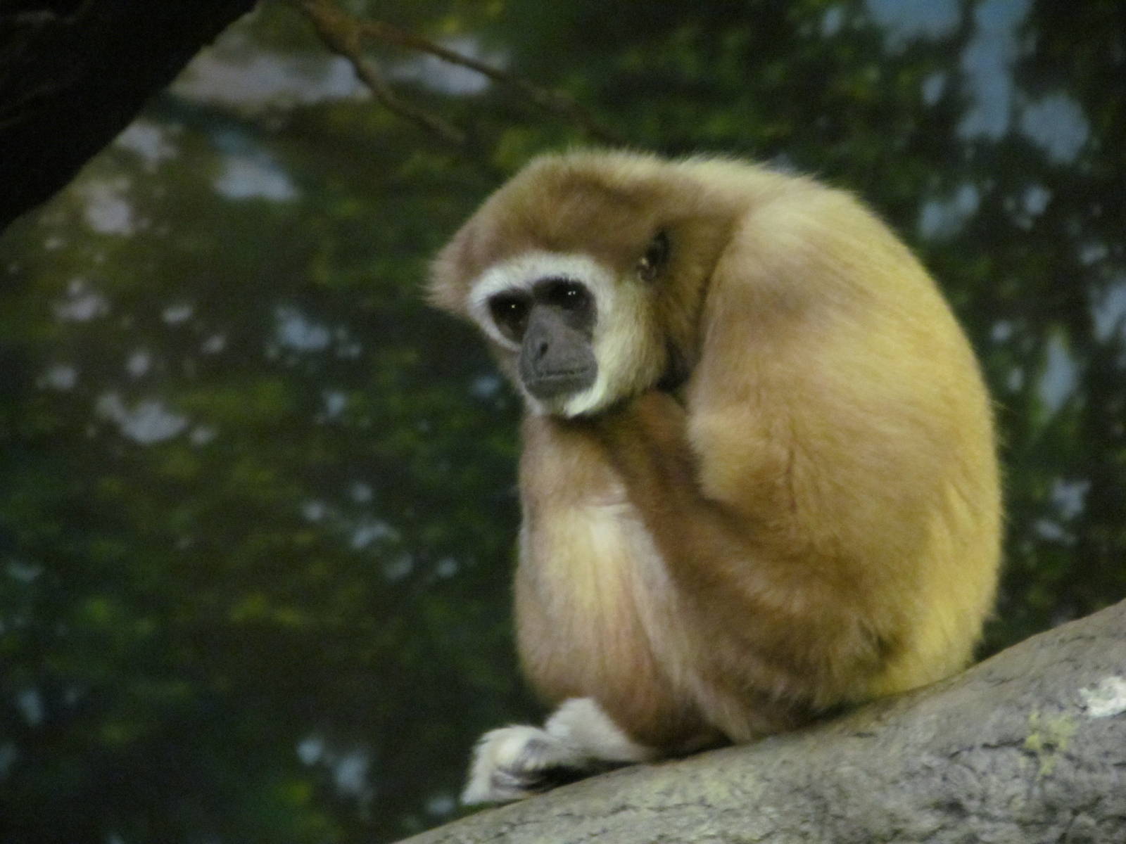 Cincinnati Zoo April 2013