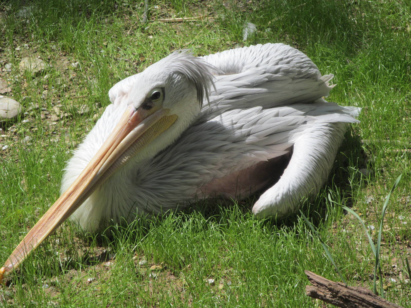 Cincinnati Zoo April 2013