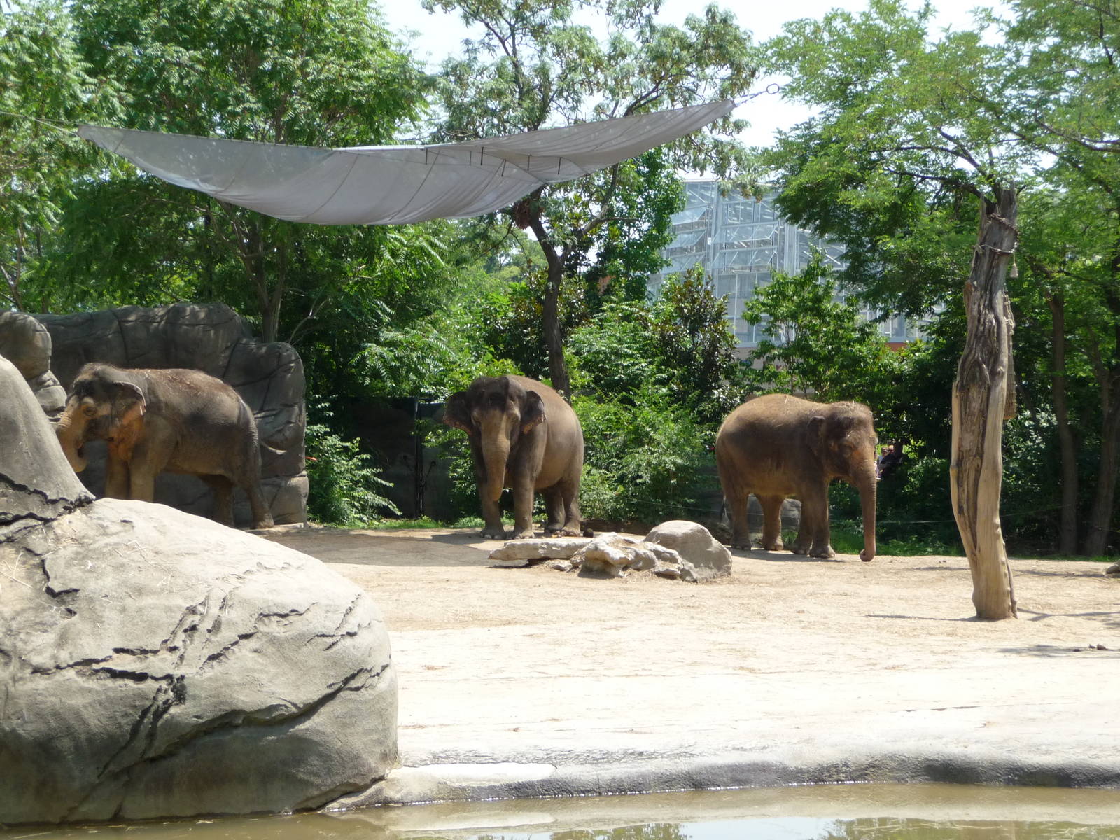 Cincinnati Zoo - Asian elephants