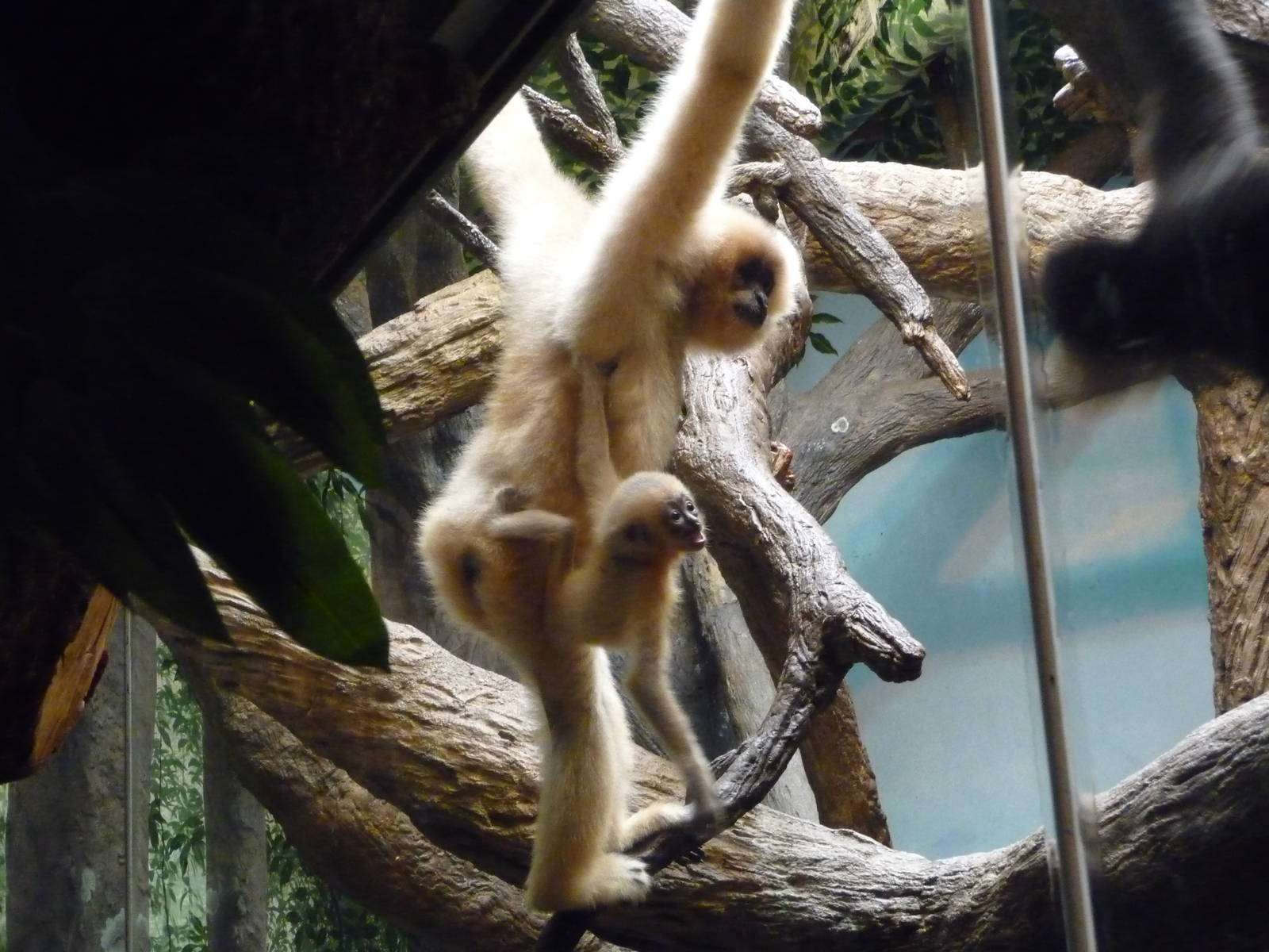 Cincinnati Zoo - Baby Gibbon