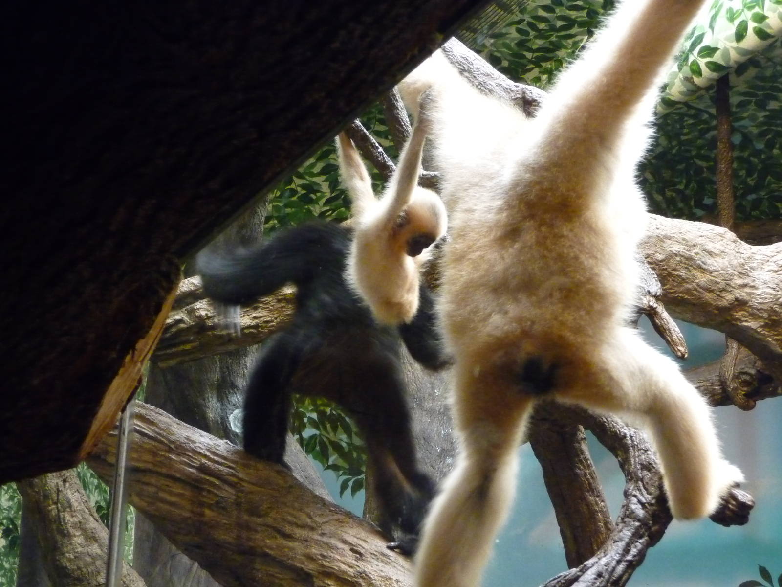 Cincinnati Zoo - Baby Gibbon