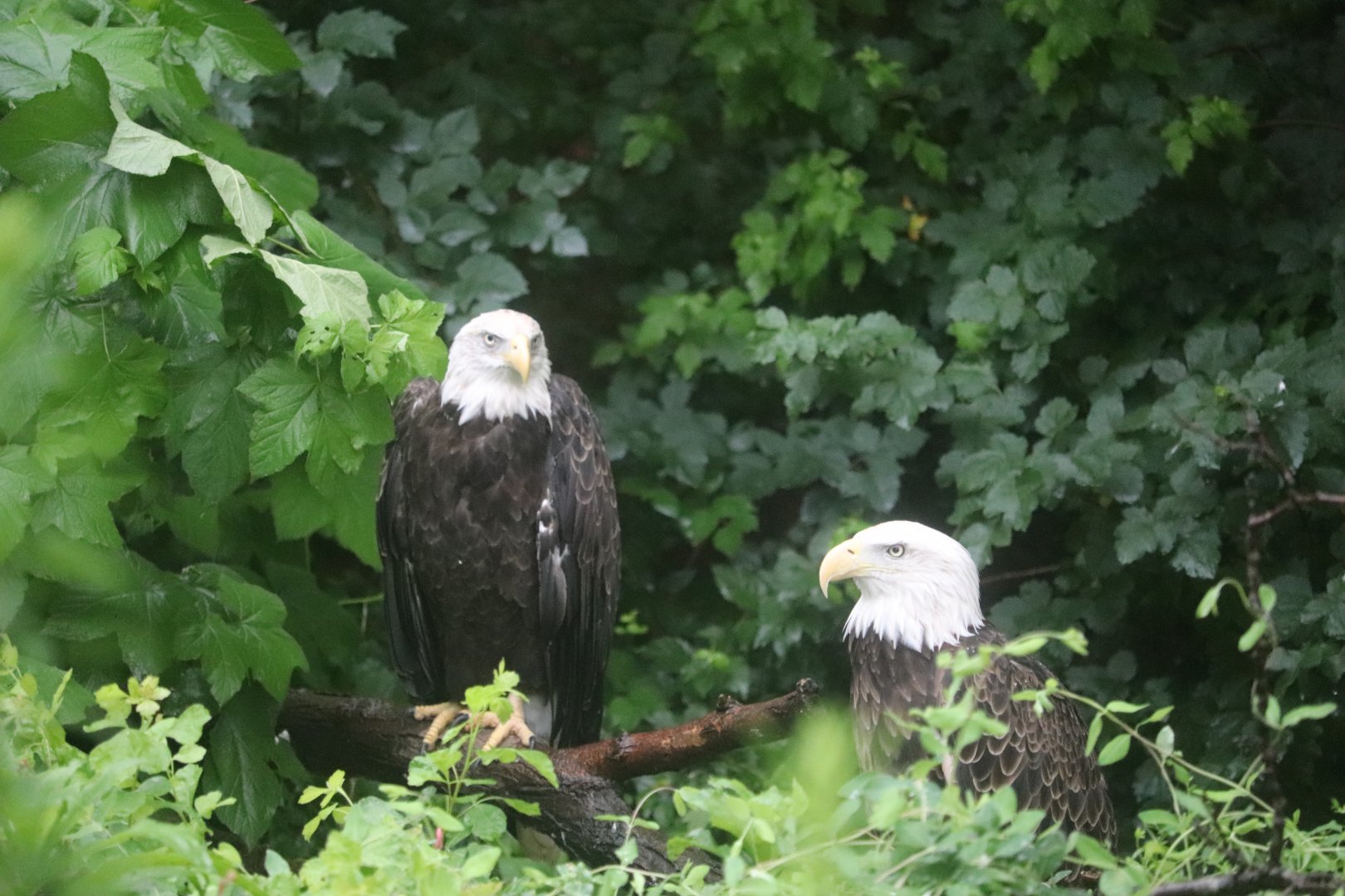 Cincinnati Zoo - Bald Eagle