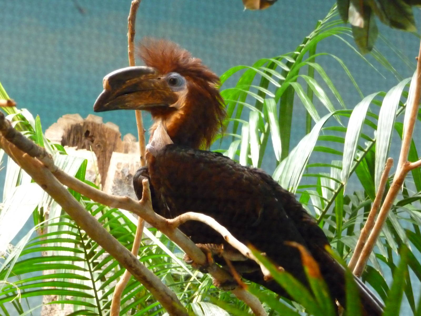 Cincinnati Zoo - Black-casqued Wattled Hornbill