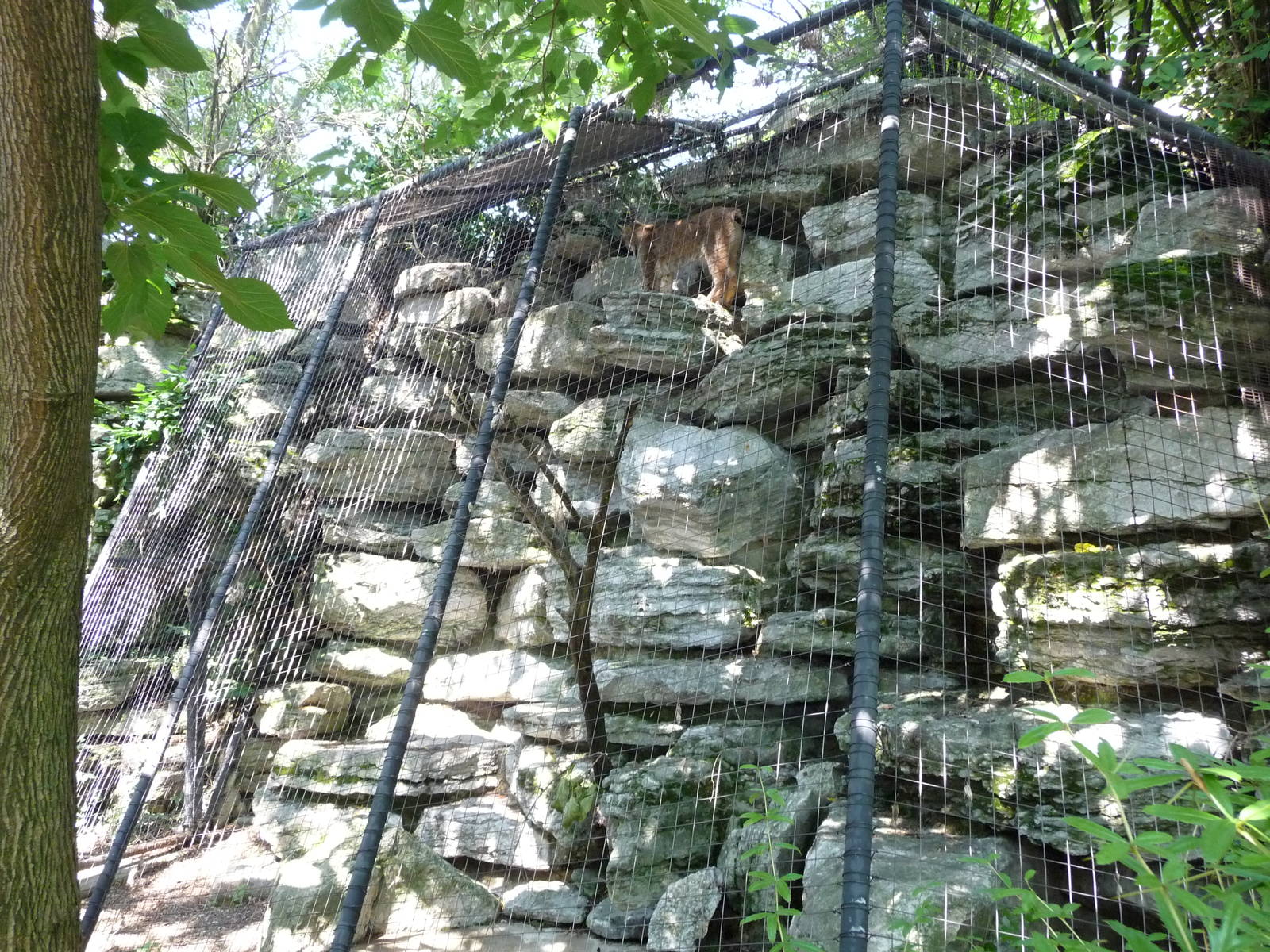 Cincinnati Zoo - Bobcat Exhibit