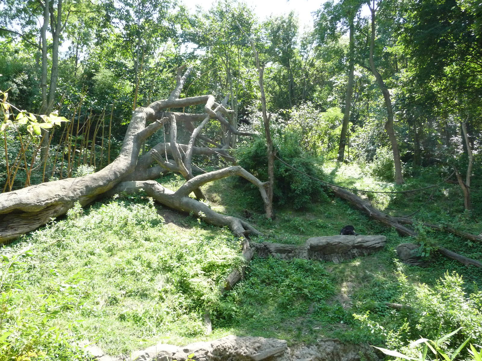 Cincinnati Zoo - Bonobo Exhibit