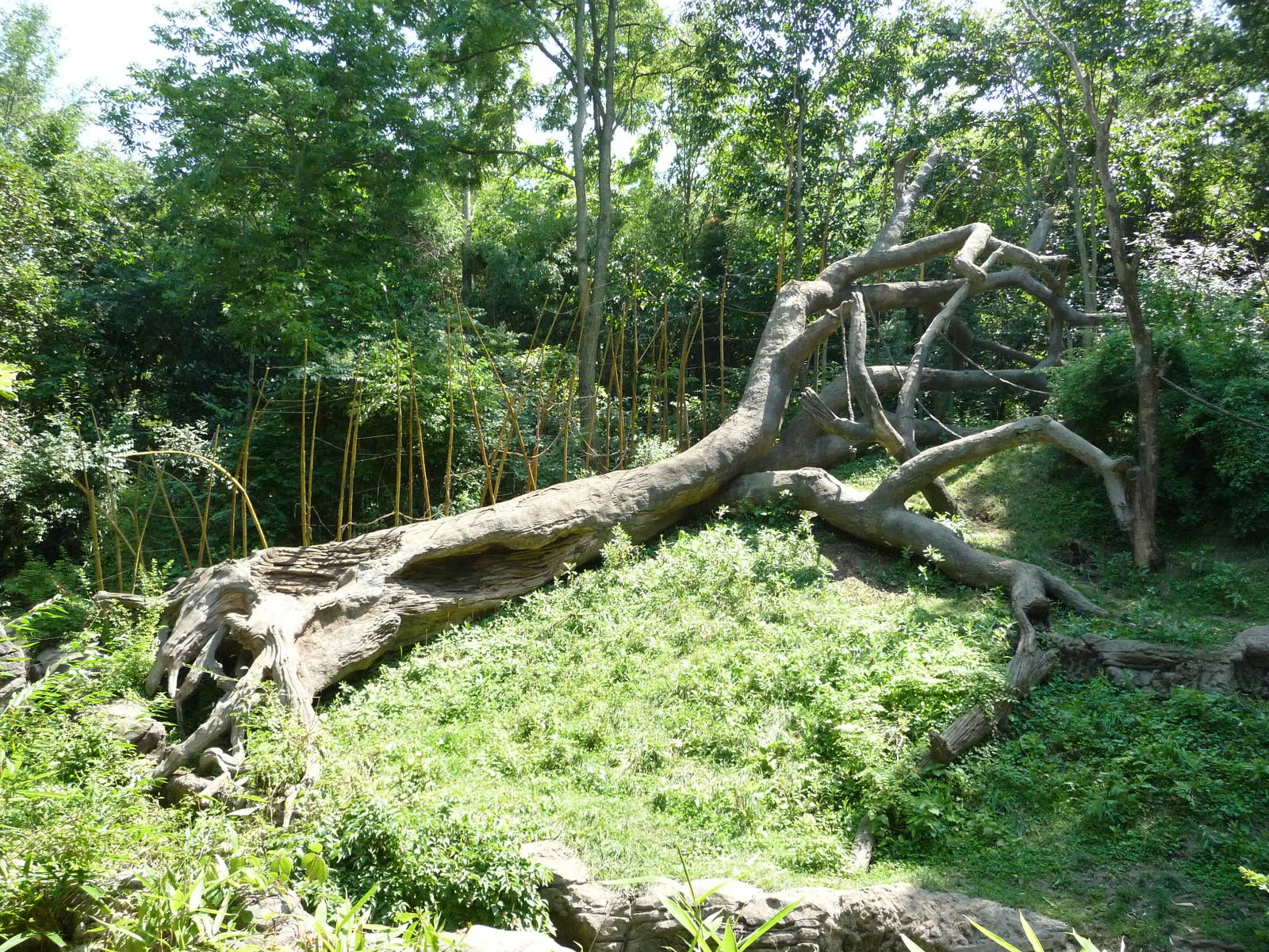 Cincinnati Zoo - Bonobo Exhibit