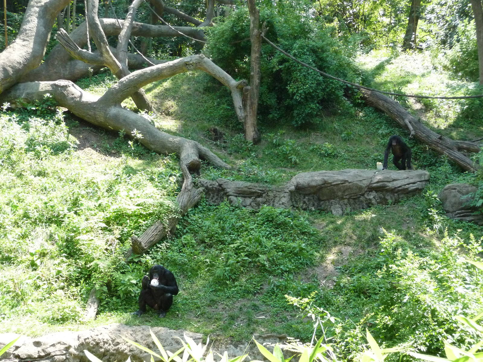 Cincinnati Zoo - Bonobo Exhibit