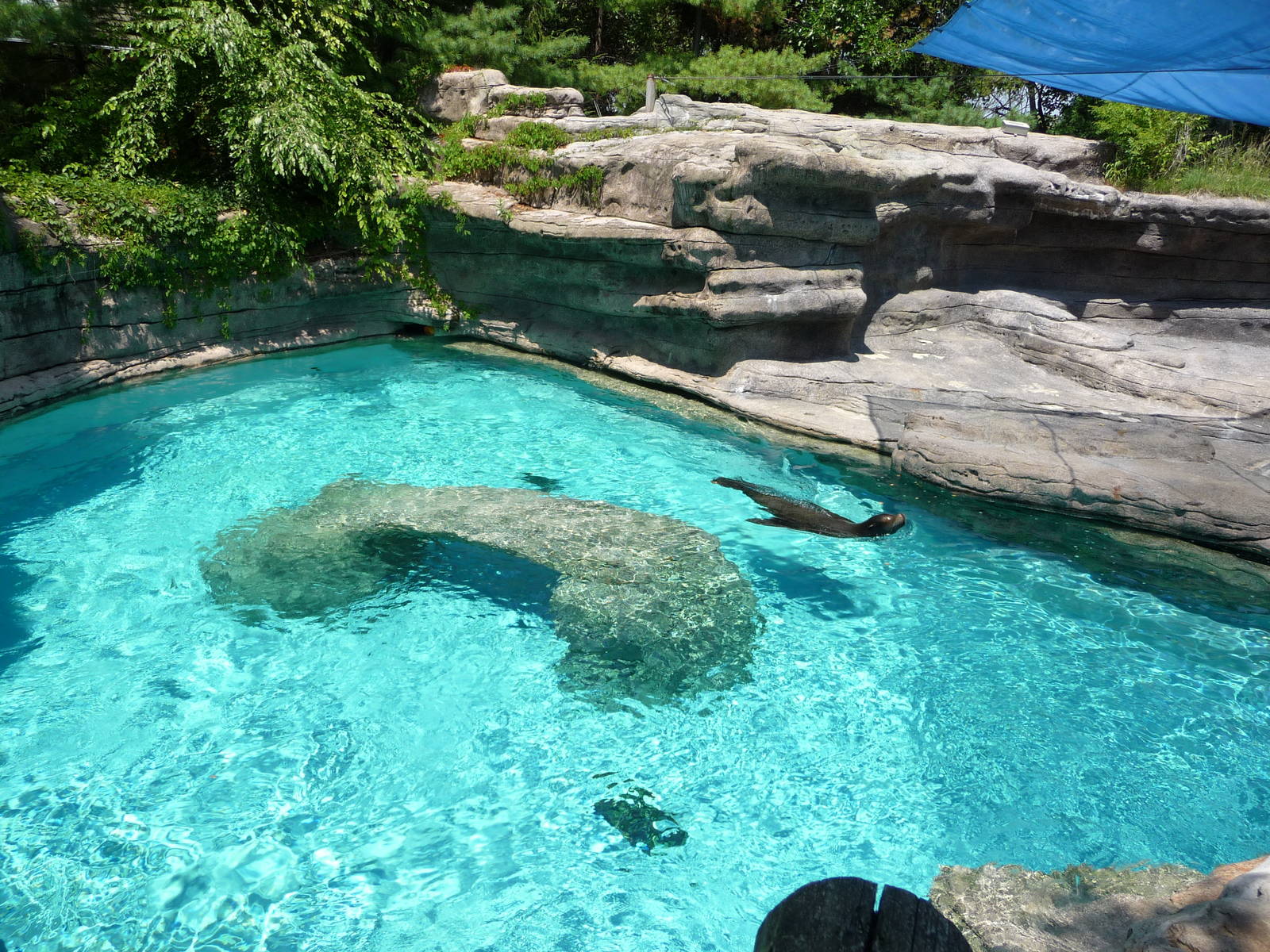 Cincinnati Zoo - California Sea Lion Pool