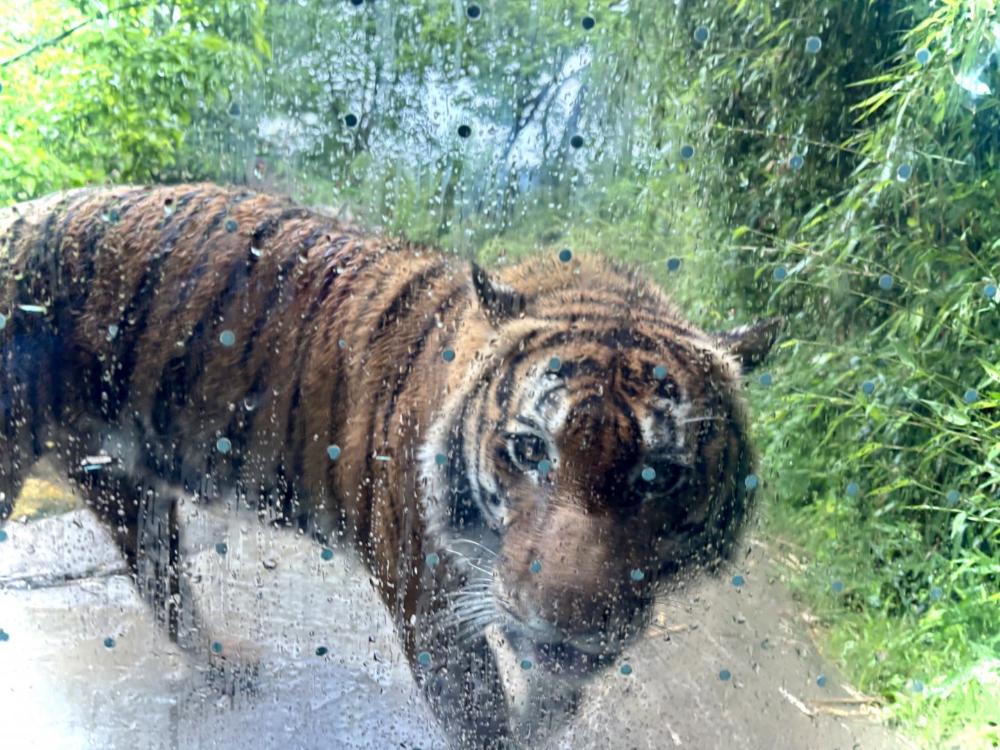 Cincinnati Zoo - Cat Canyon - Malayan Tiger