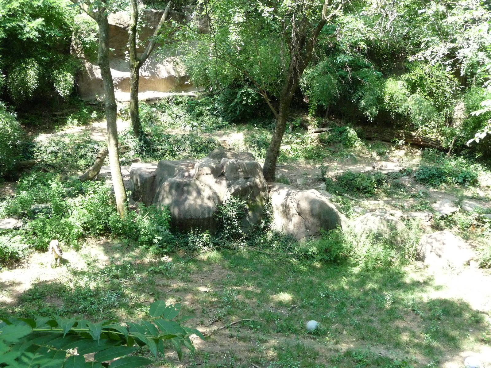 Cincinnati Zoo - Cheetah Exhibit