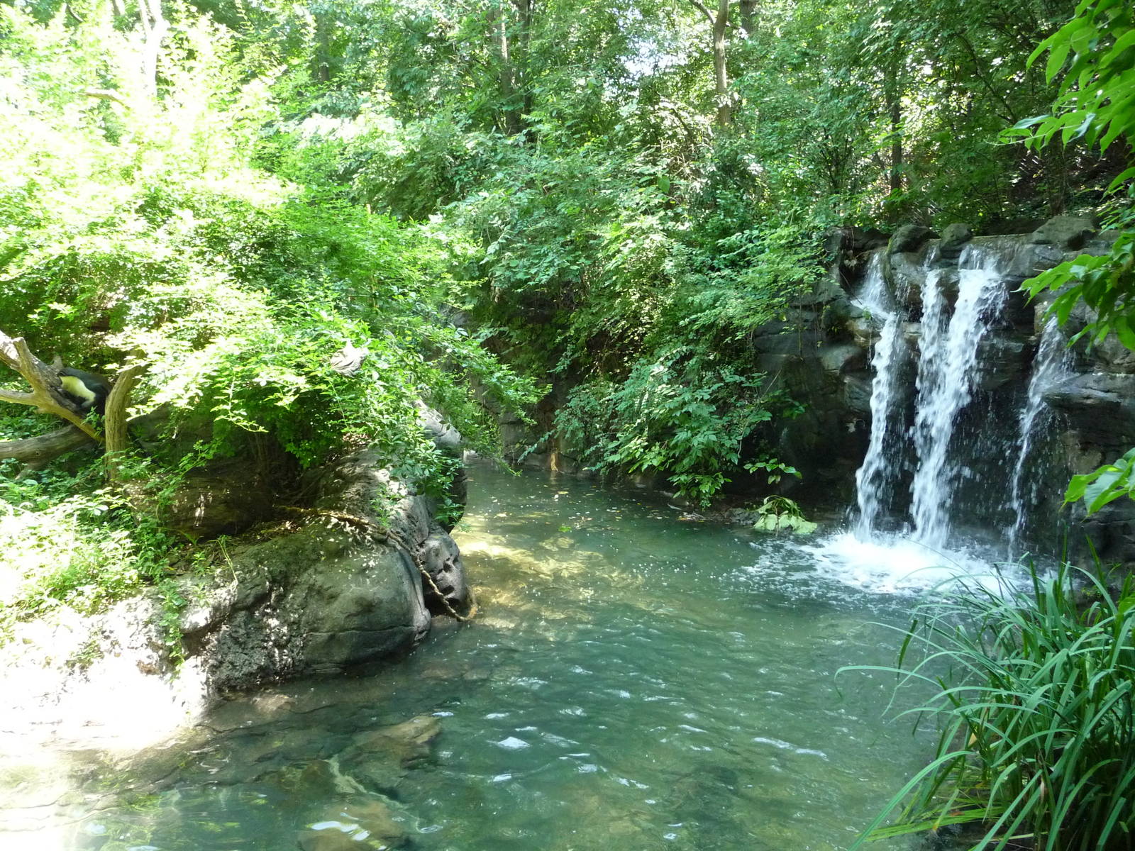 Cincinnati Zoo - Diana Monkey Island