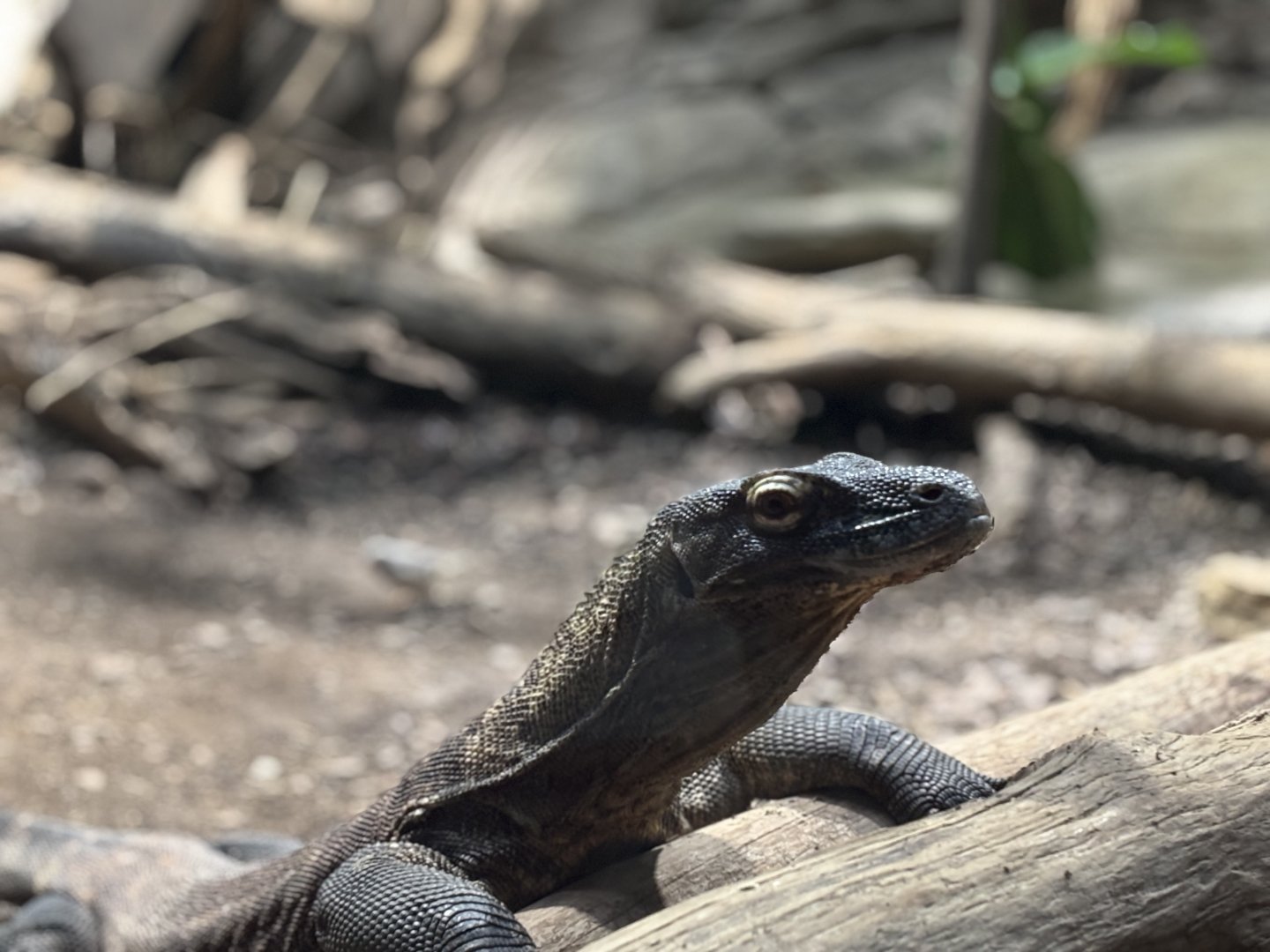 Cincinnati Zoo - Dragons - Komodo Dragon