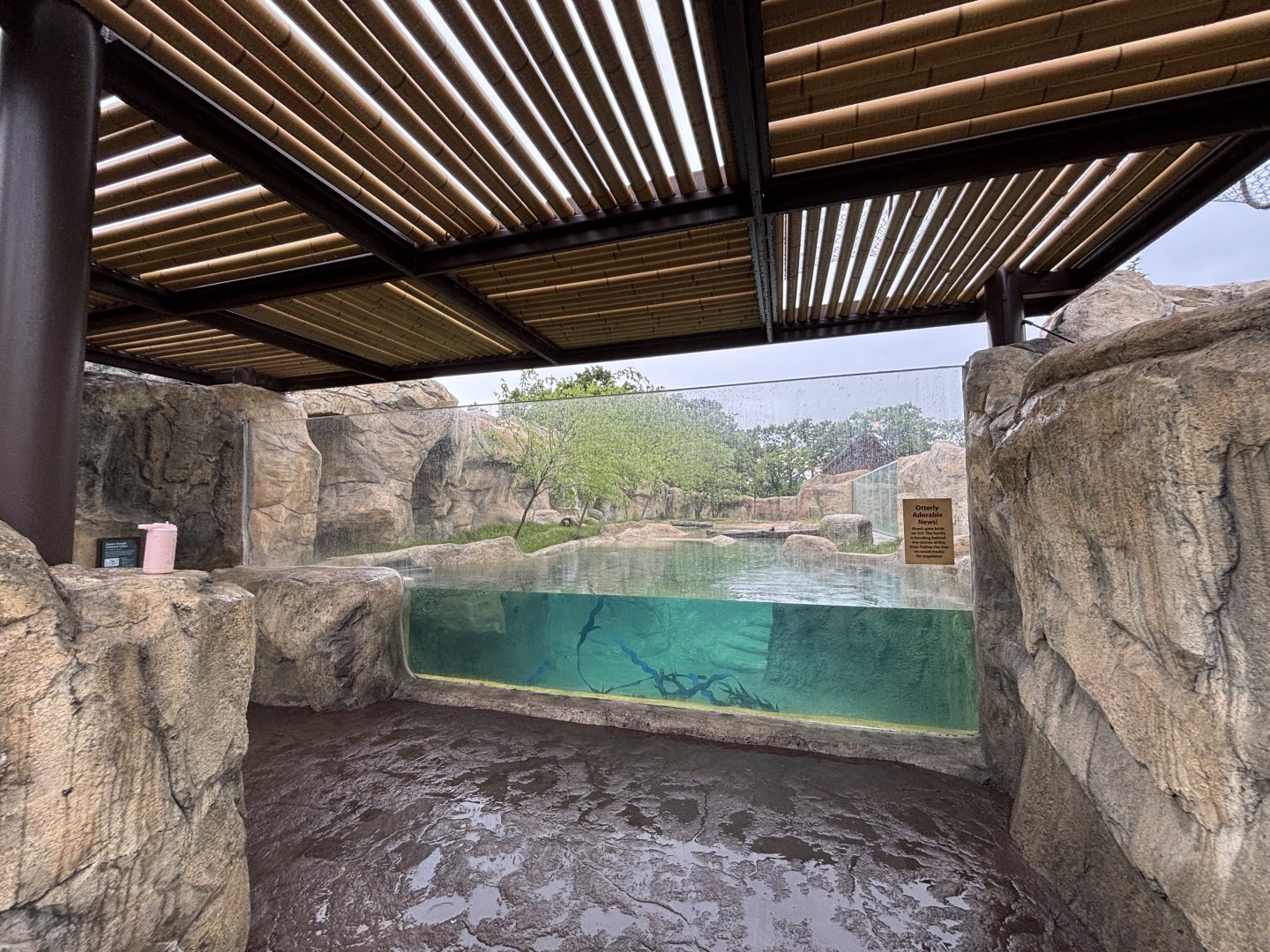 Cincinnati Zoo - Elephant Trek - Asian Small Clawed Otter and Babirusa Exhibit