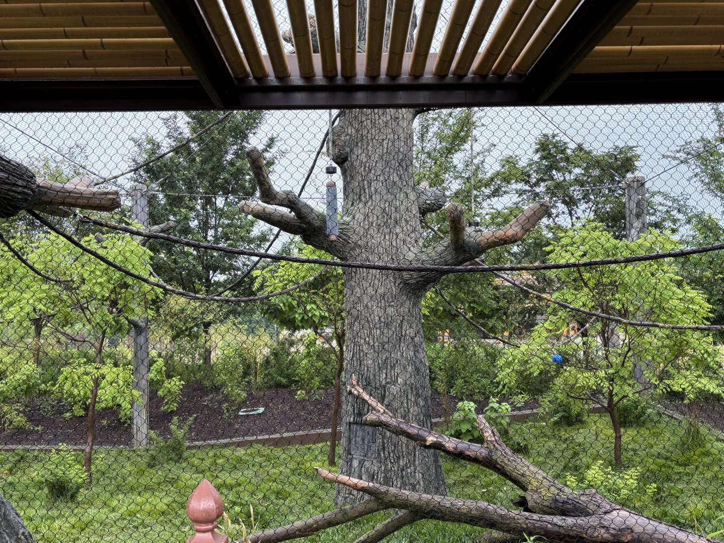 Cincinnati Zoo - Elephant Trek - Siamang Point